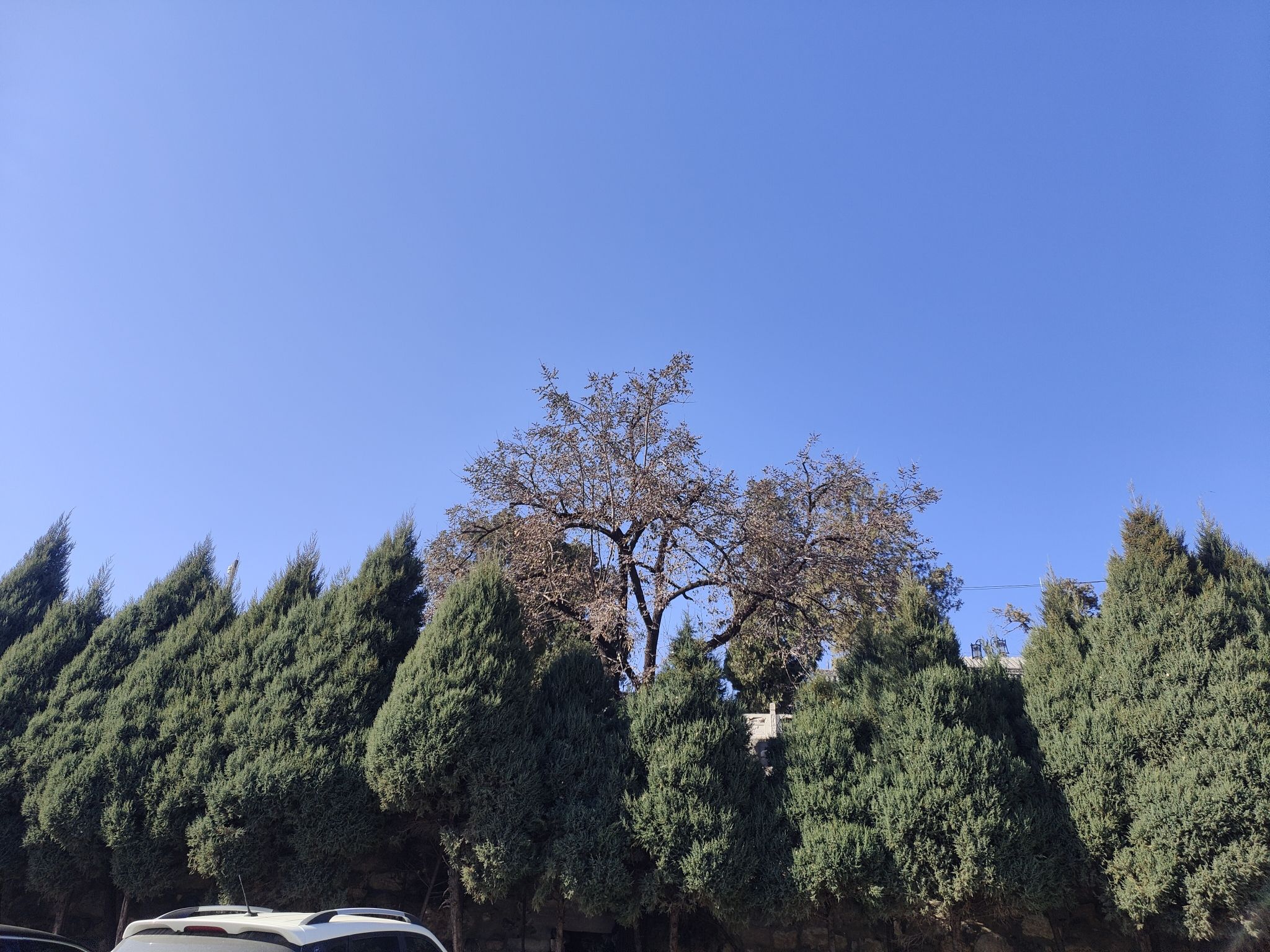 扁鹊庙旅行图片 3