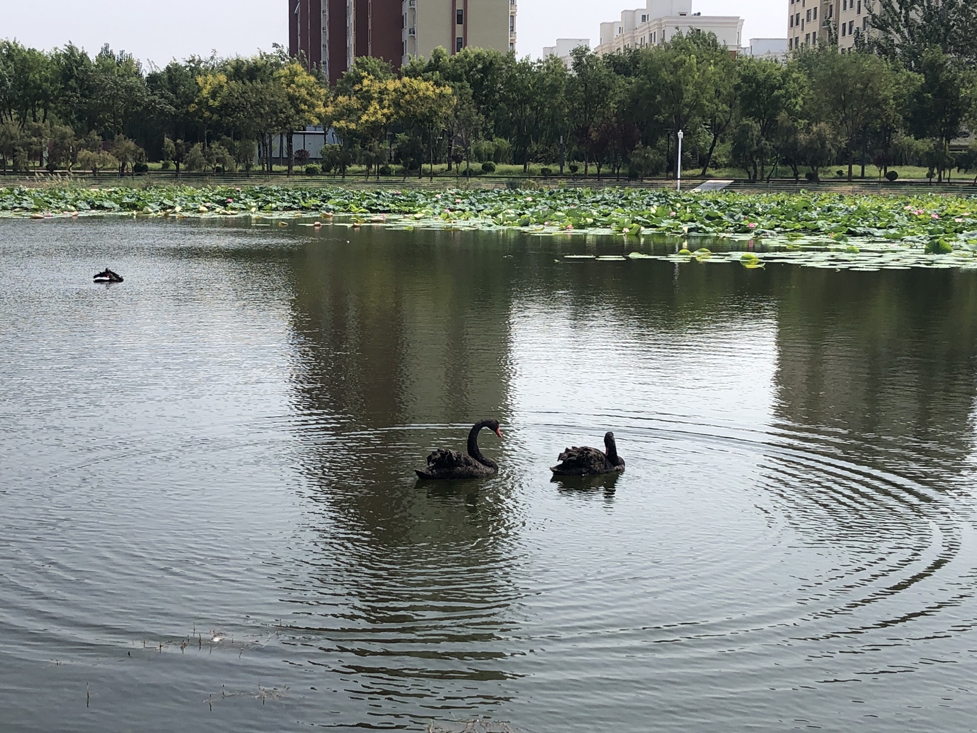 南宫湖公园