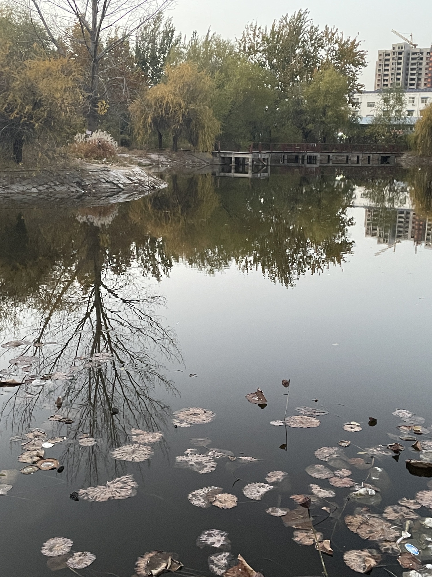宁晋凤城西湖公园旅行图片 2