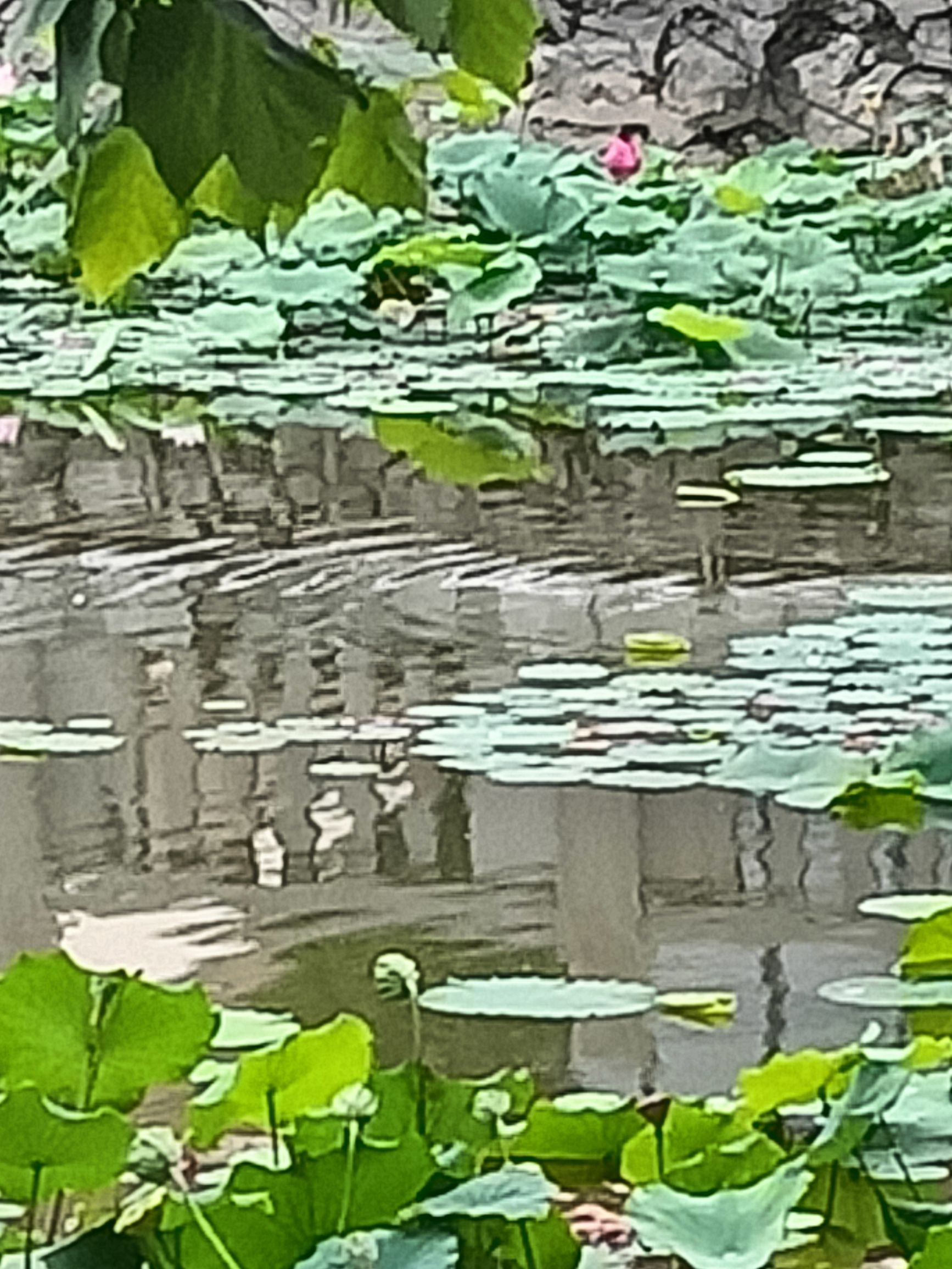 宁晋凤城西湖公园旅行图片 3