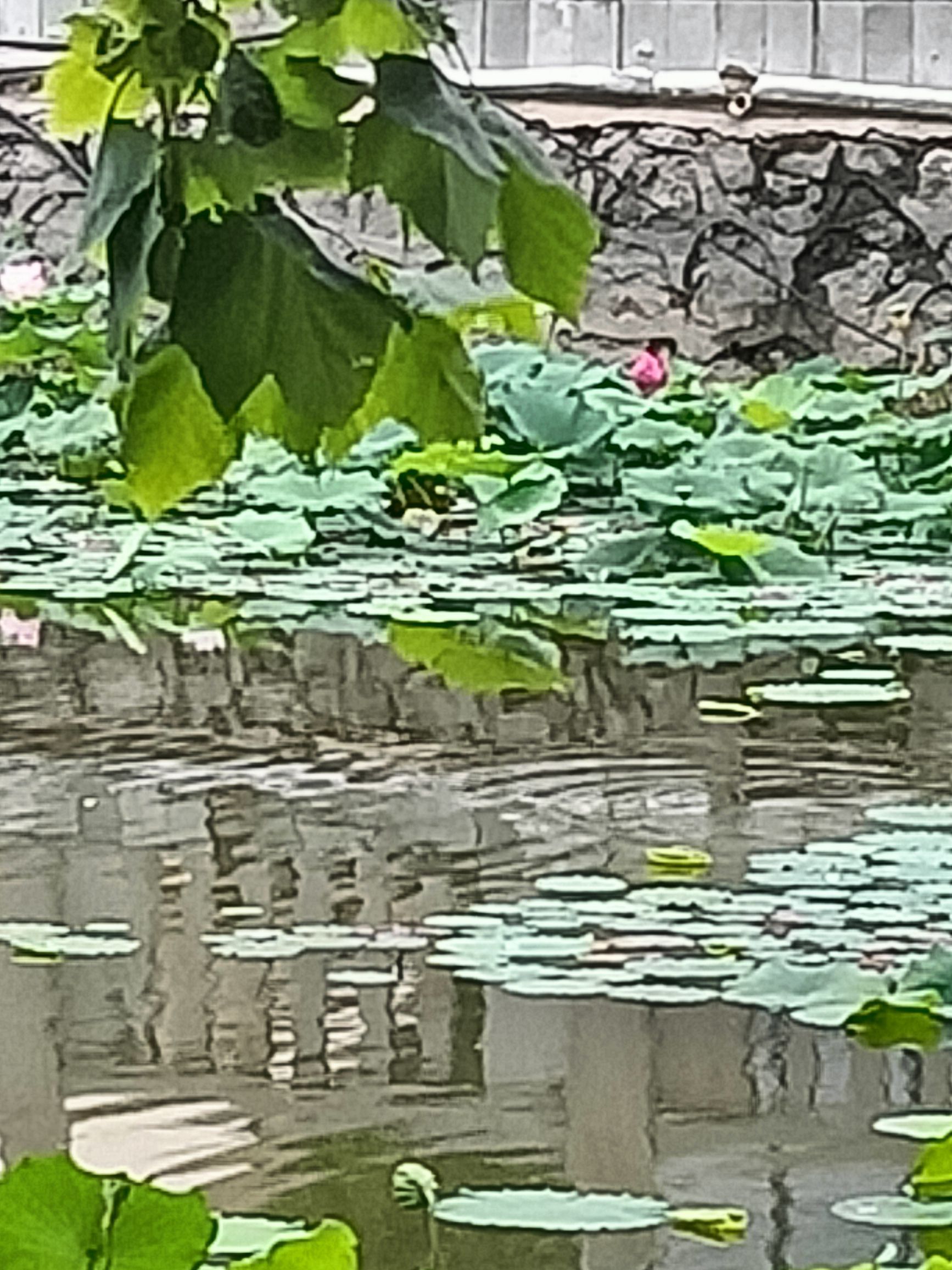 宁晋凤城西湖公园旅行图片 2