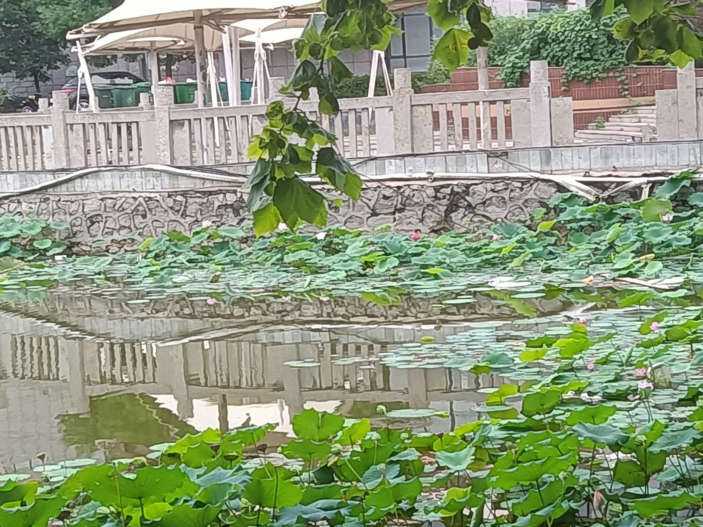 宁晋凤城西湖公园旅行图片 1