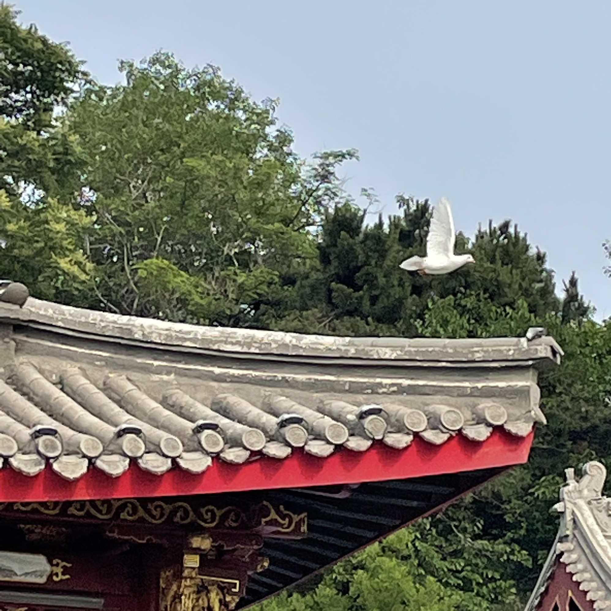 鸽子窝公园旅行图片 3