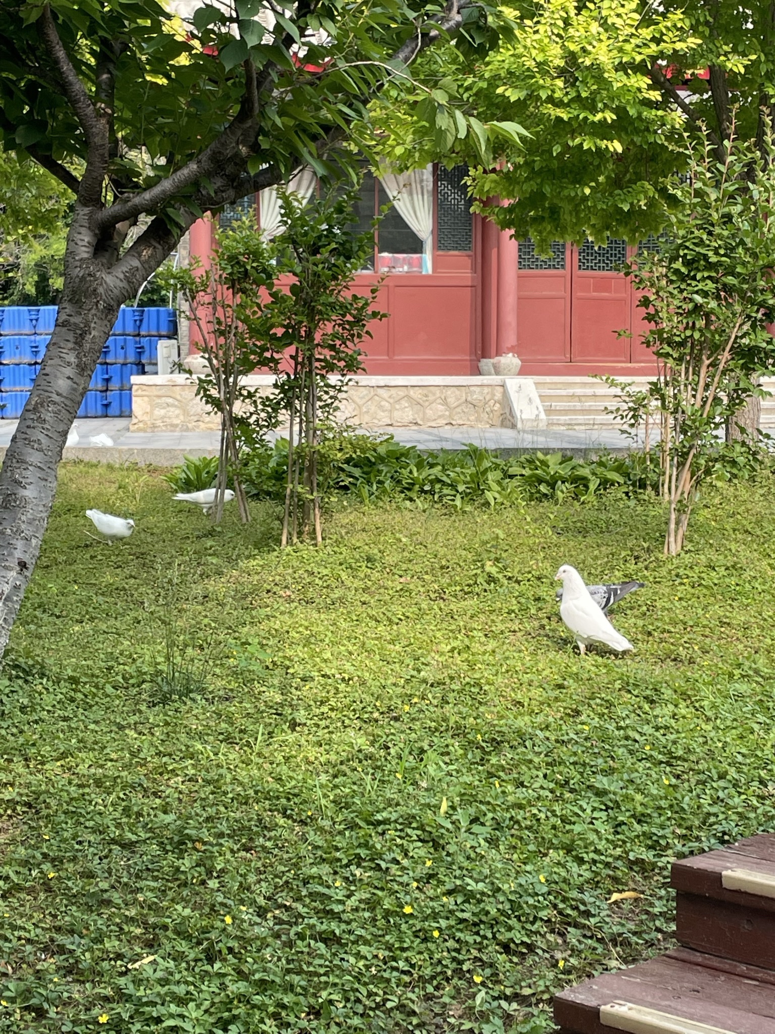 鸽子窝公园旅行图片 2