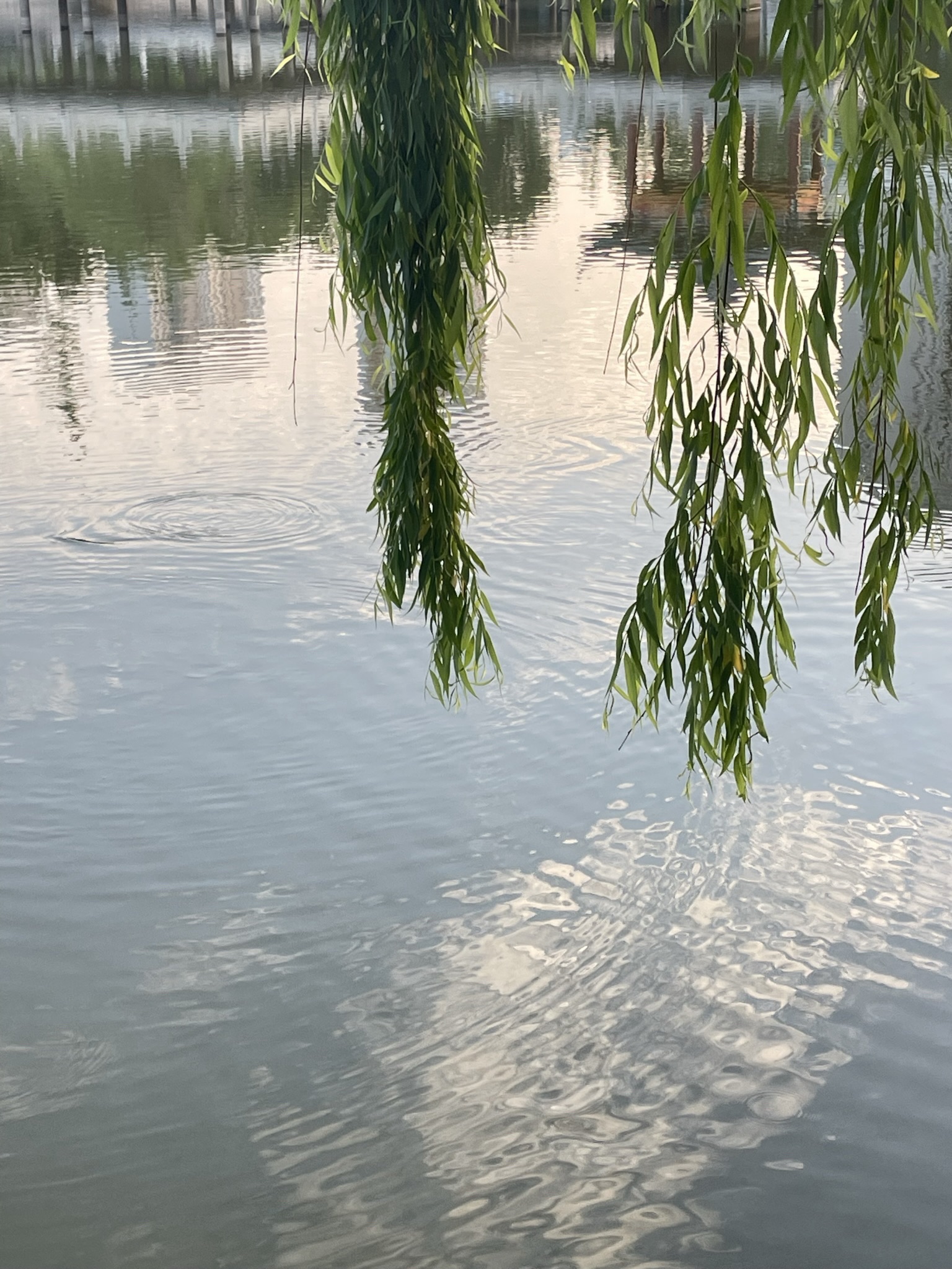 人民公园旅行图片 3