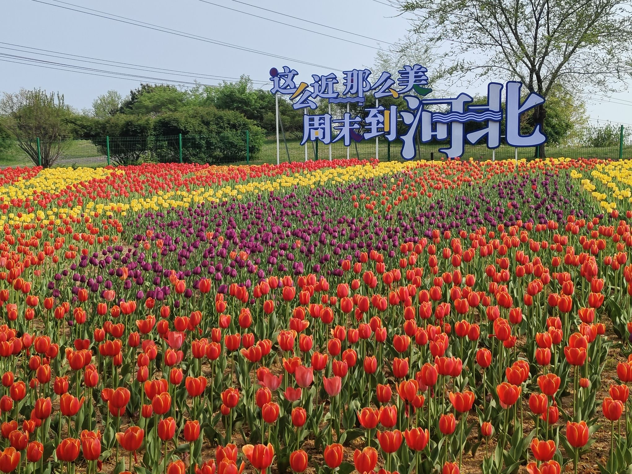 新世纪公园旅行图片 1