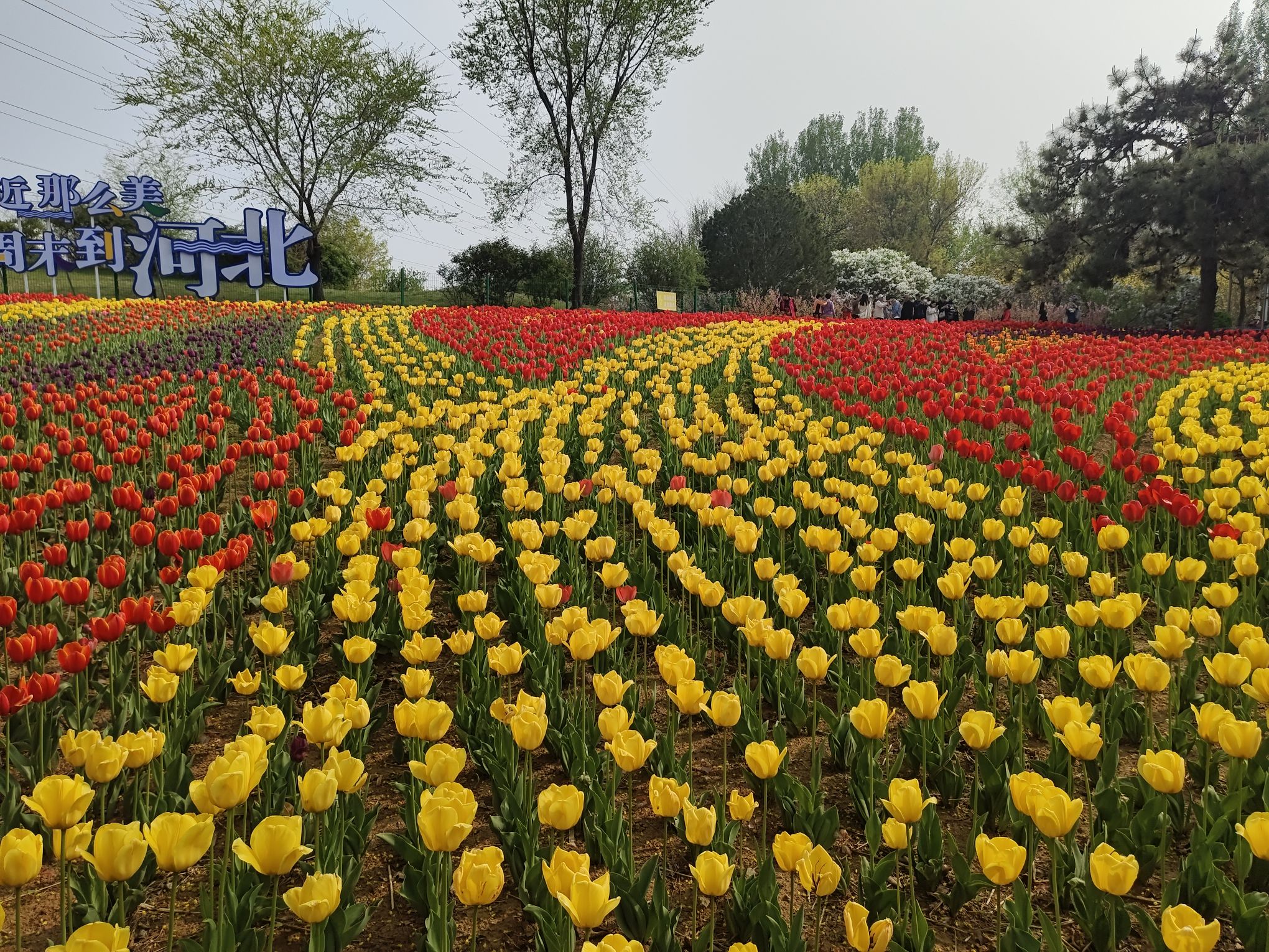 新世纪公园旅行图片 2
