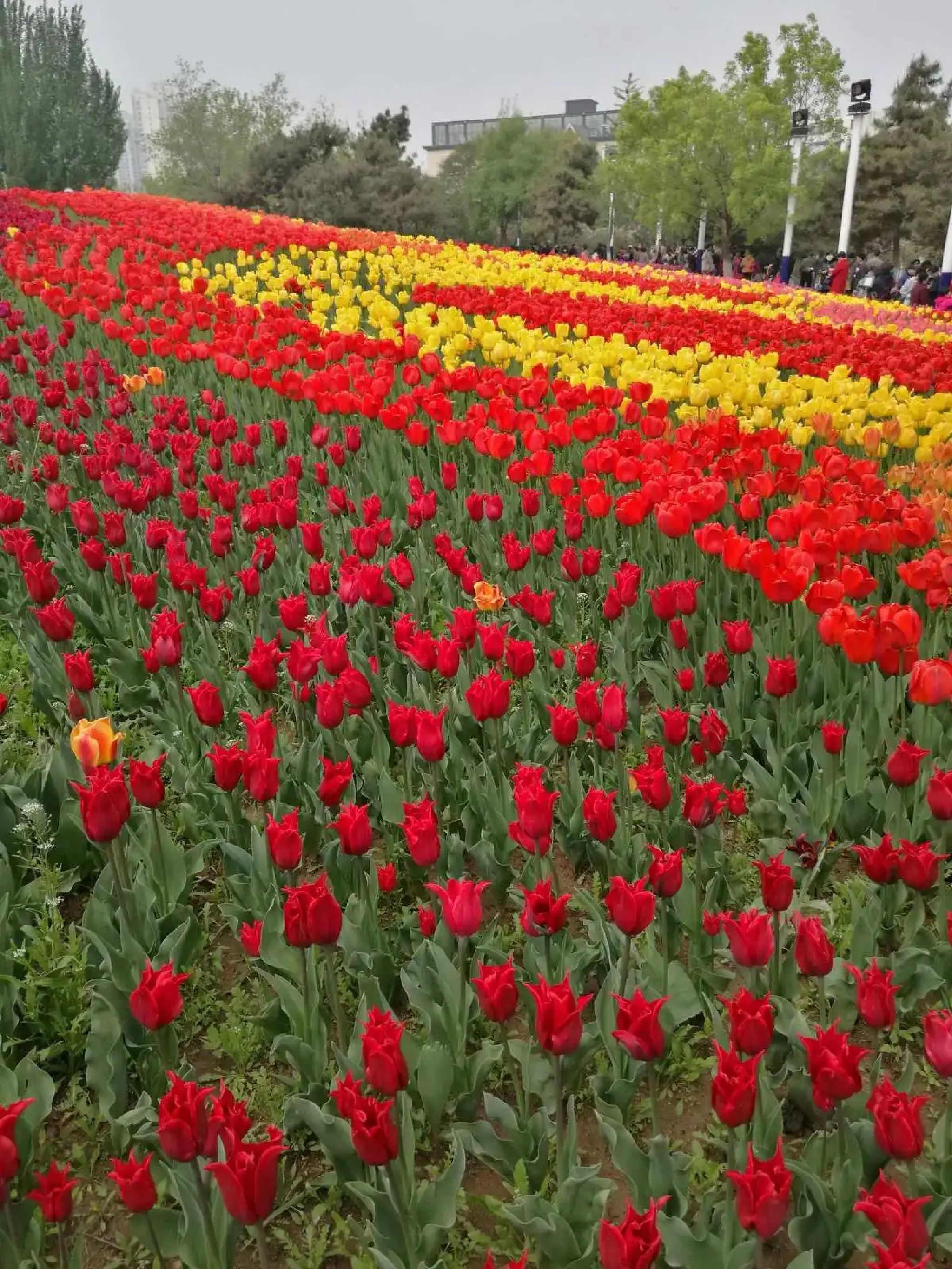 新世纪公园旅行图片 1