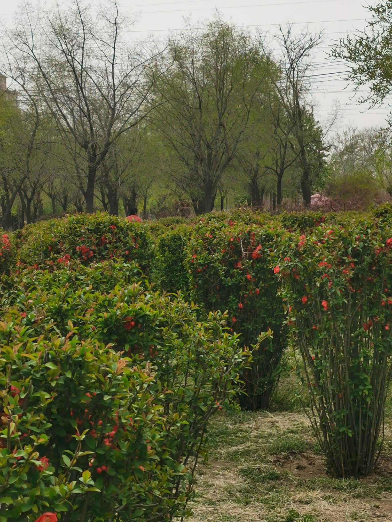 新世纪公园旅行图片 3