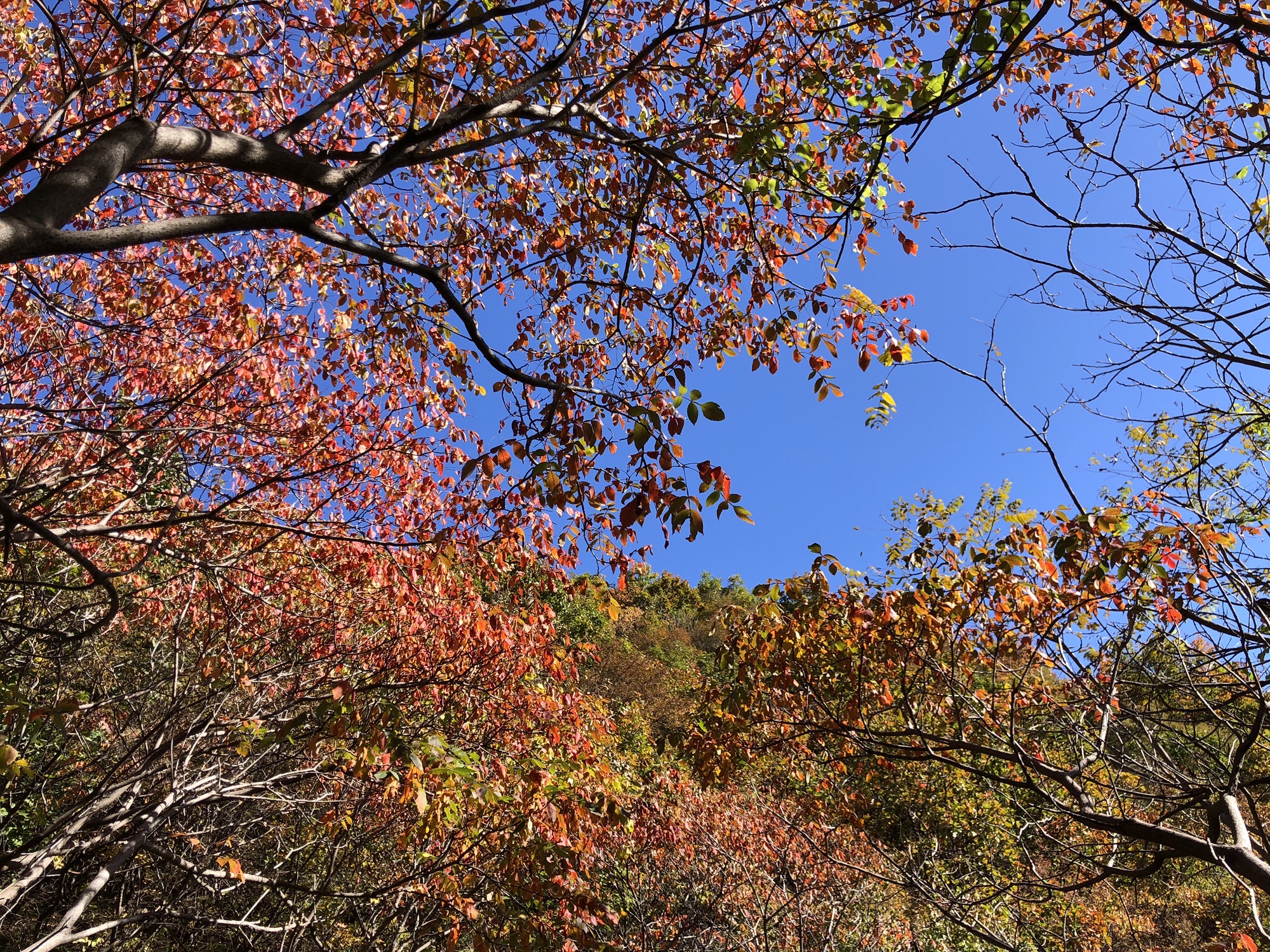 板厂峪长城公园旅行图片 3