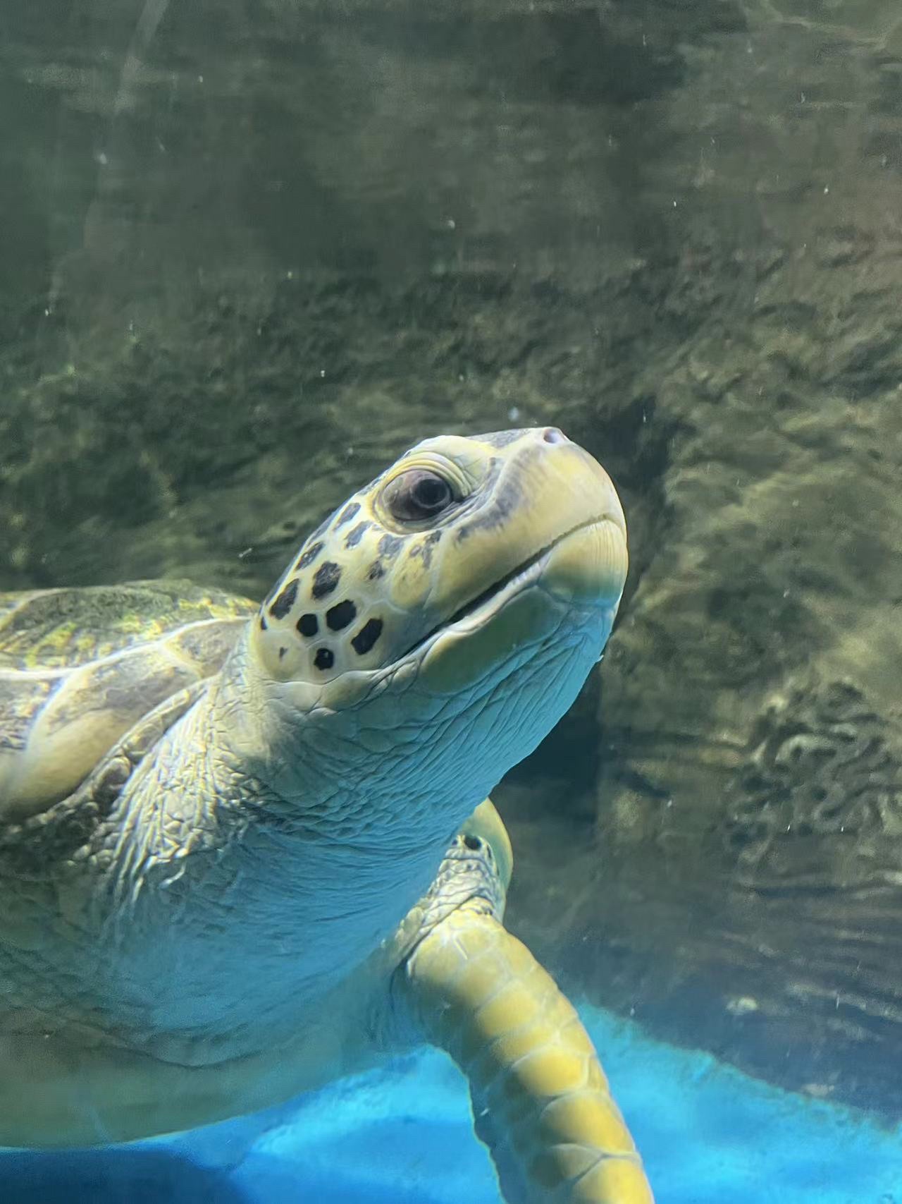秦皇岛新澳海底世界旅行图片 1