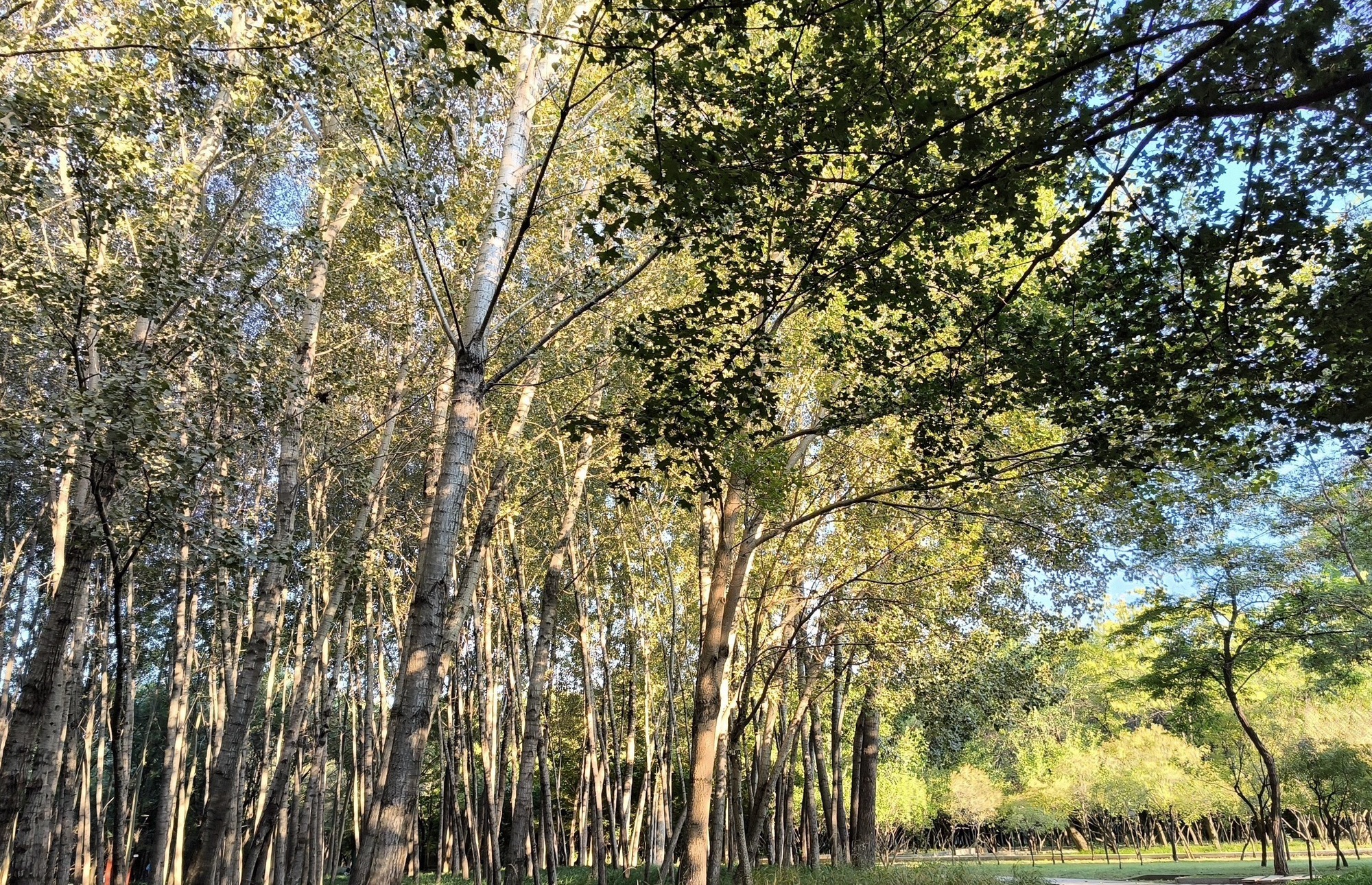 秦皇植物园旅行图片 2