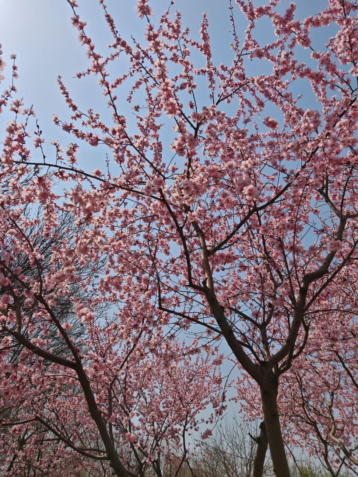 秦皇植物园旅行图片 3