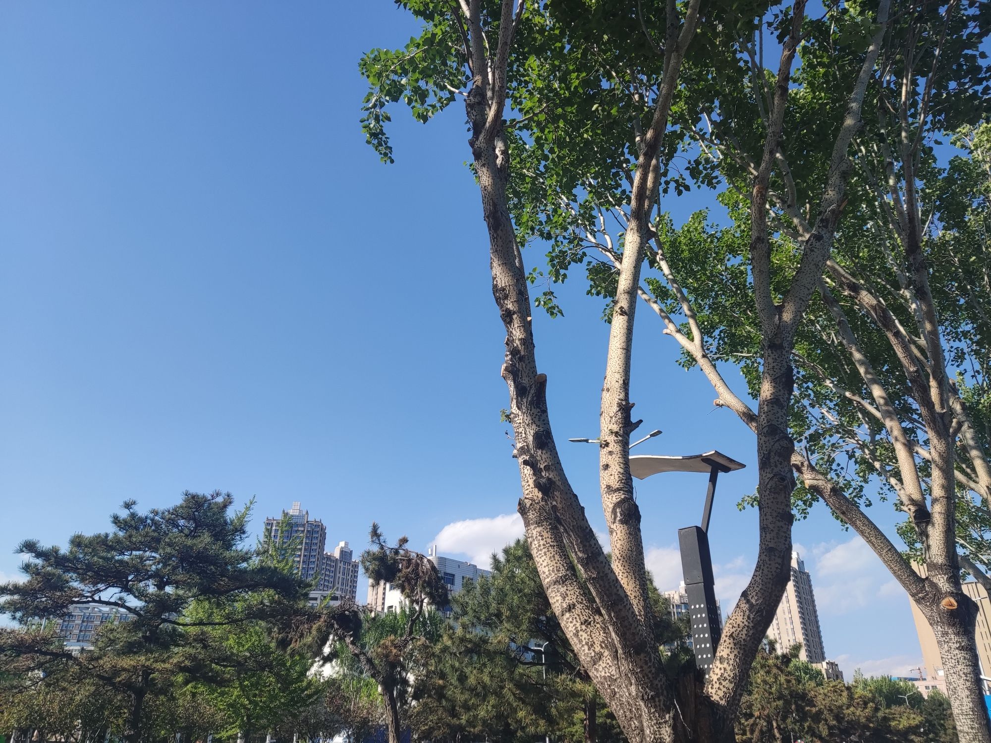 秦皇植物园旅行图片 2