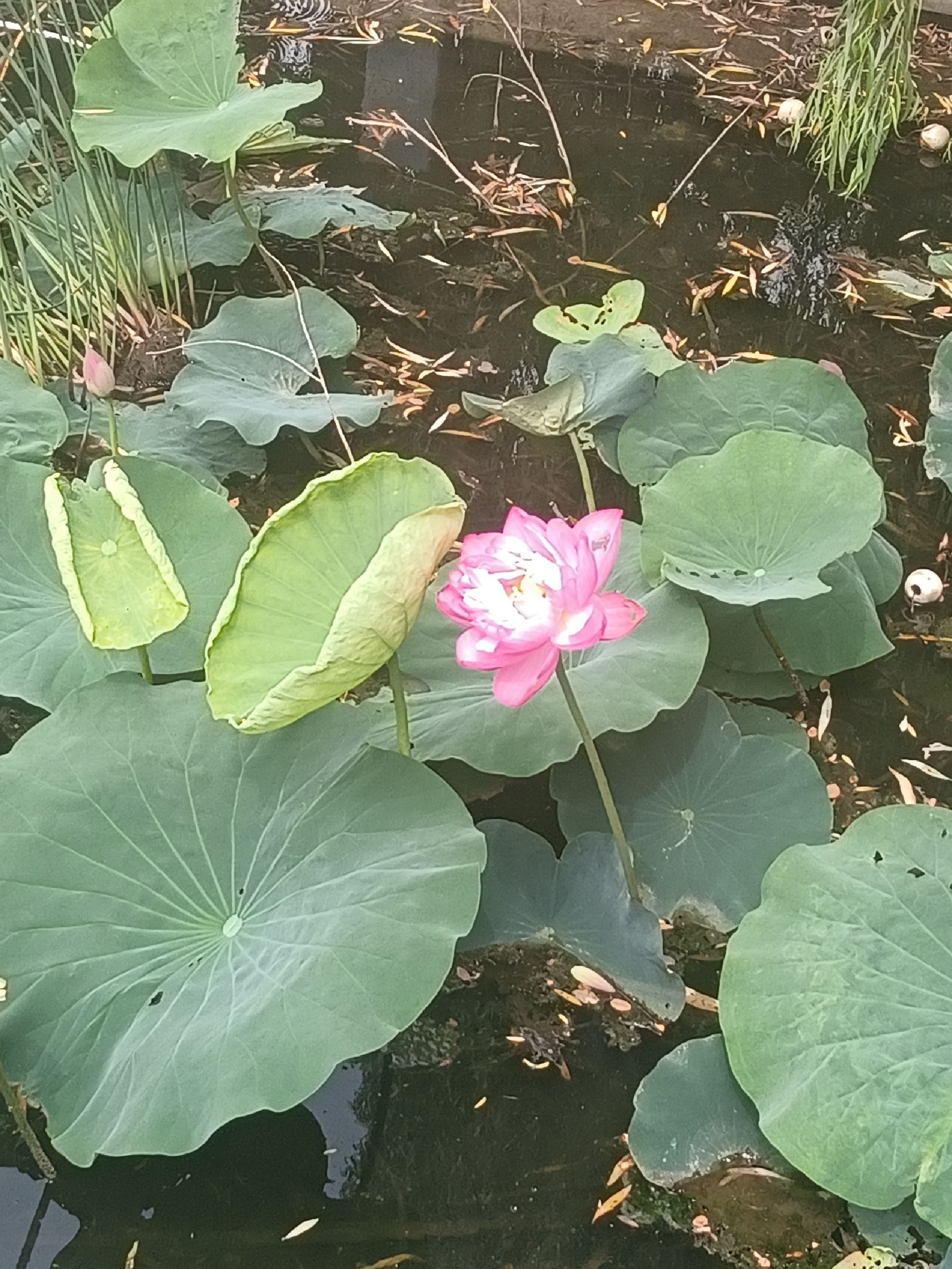 莲花湖公园旅行图片 1