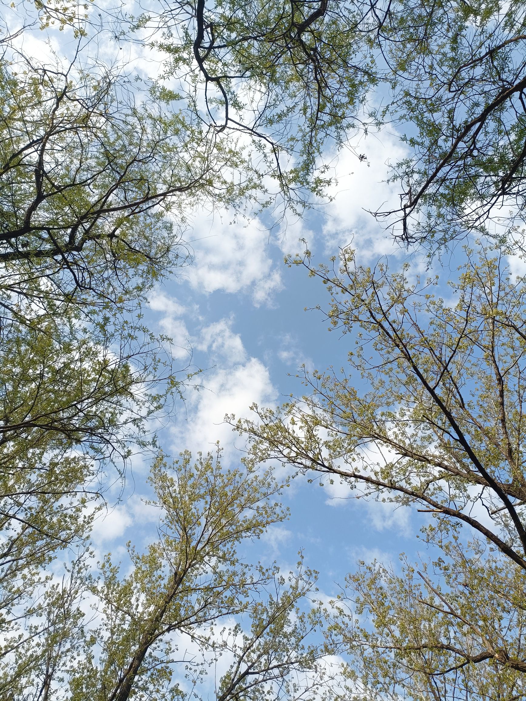 金海湾森林公园旅行图片 2