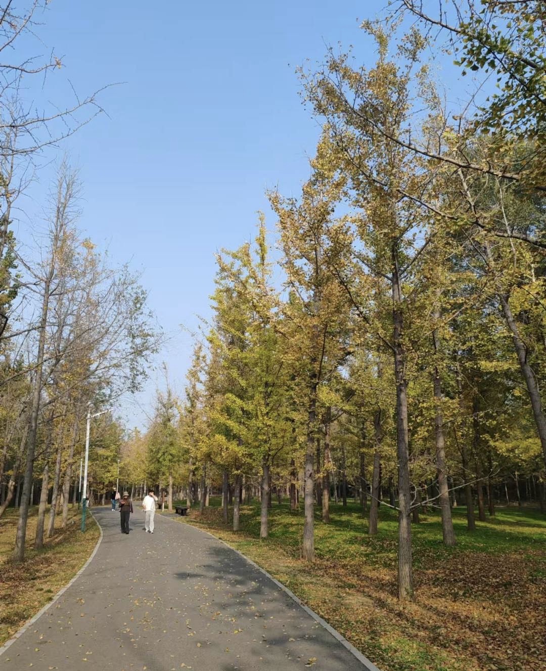 海滨国家森林公园旅行图片 2
