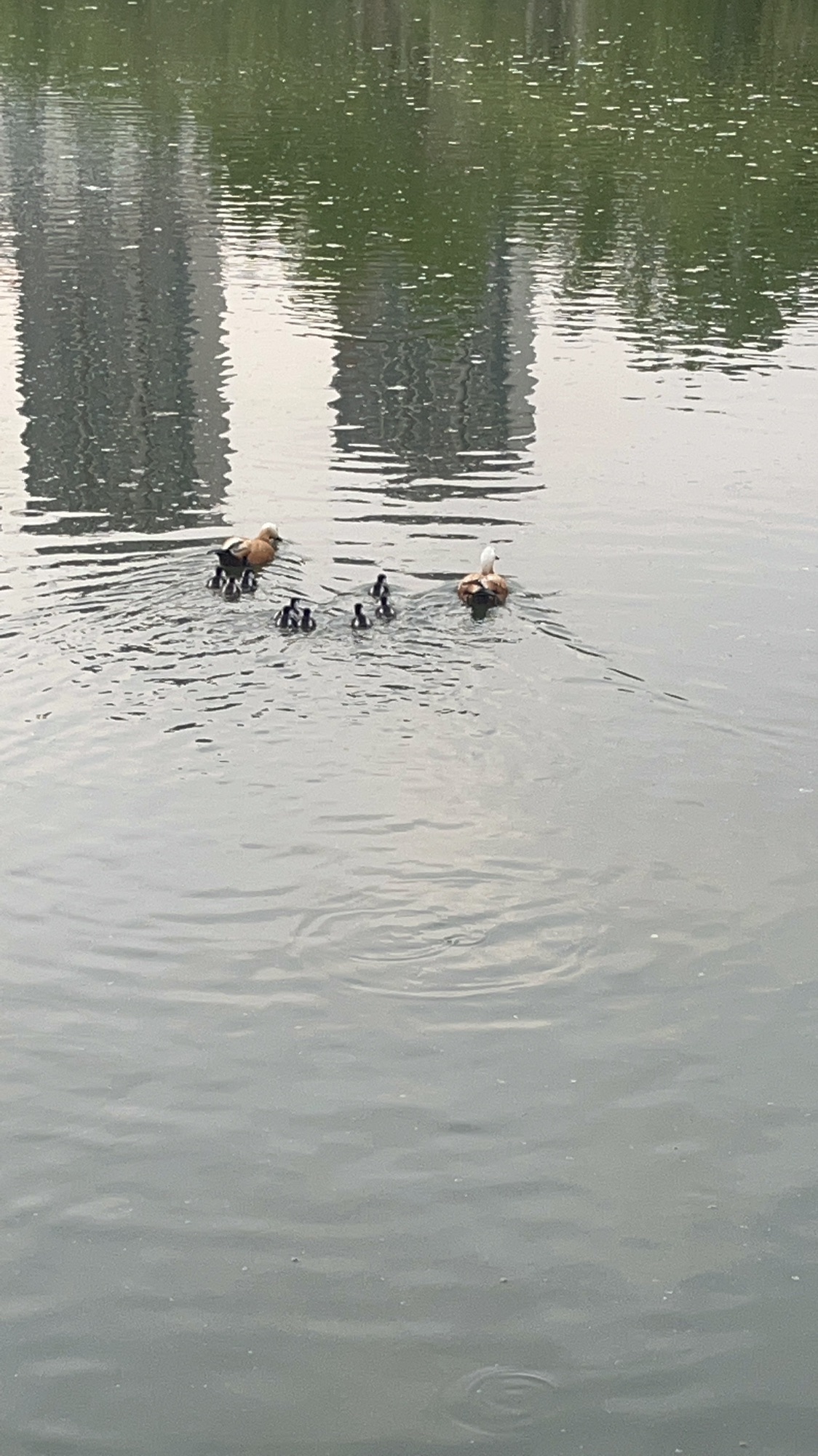 半岛公园旅行图片 1