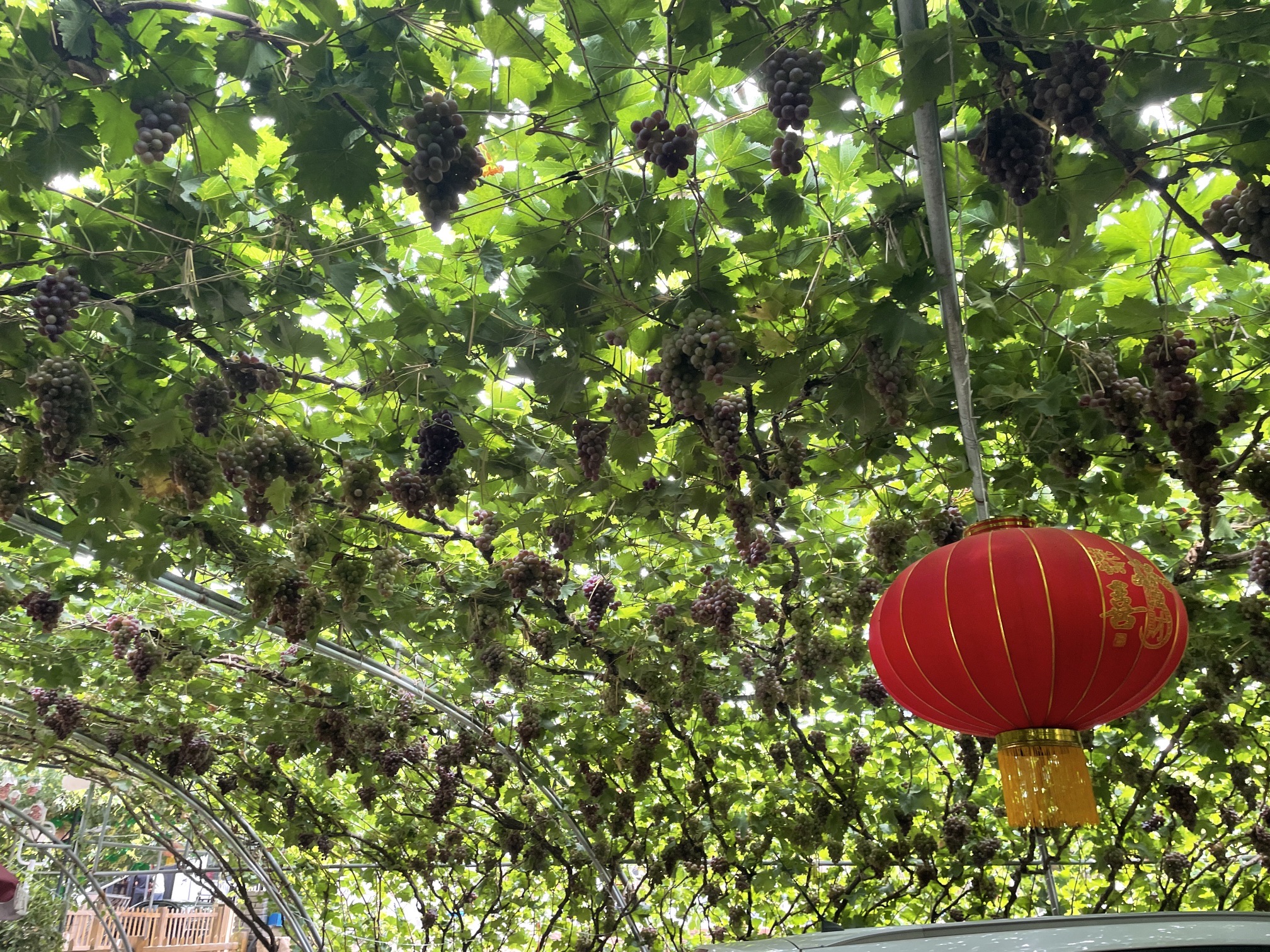 昌黎葡萄沟风景区旅行图片 1