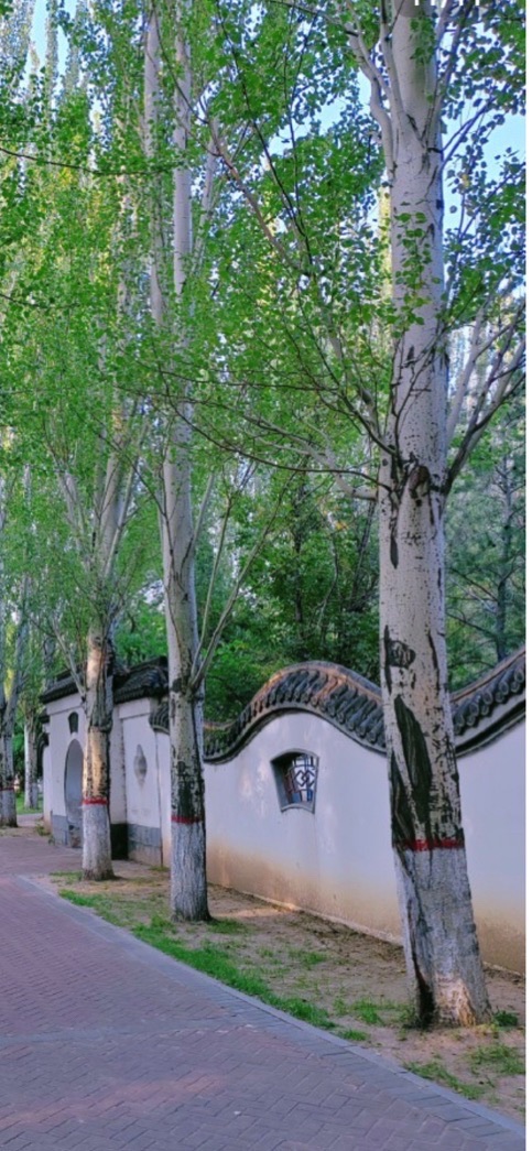 平朔公园旅行图片 1