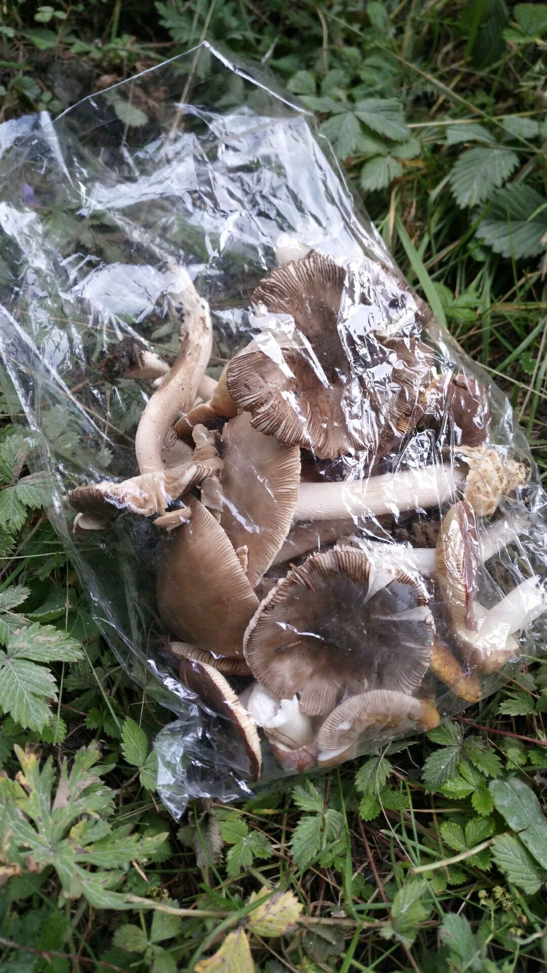 芦芽山国家级自然保护区旅行图片 3