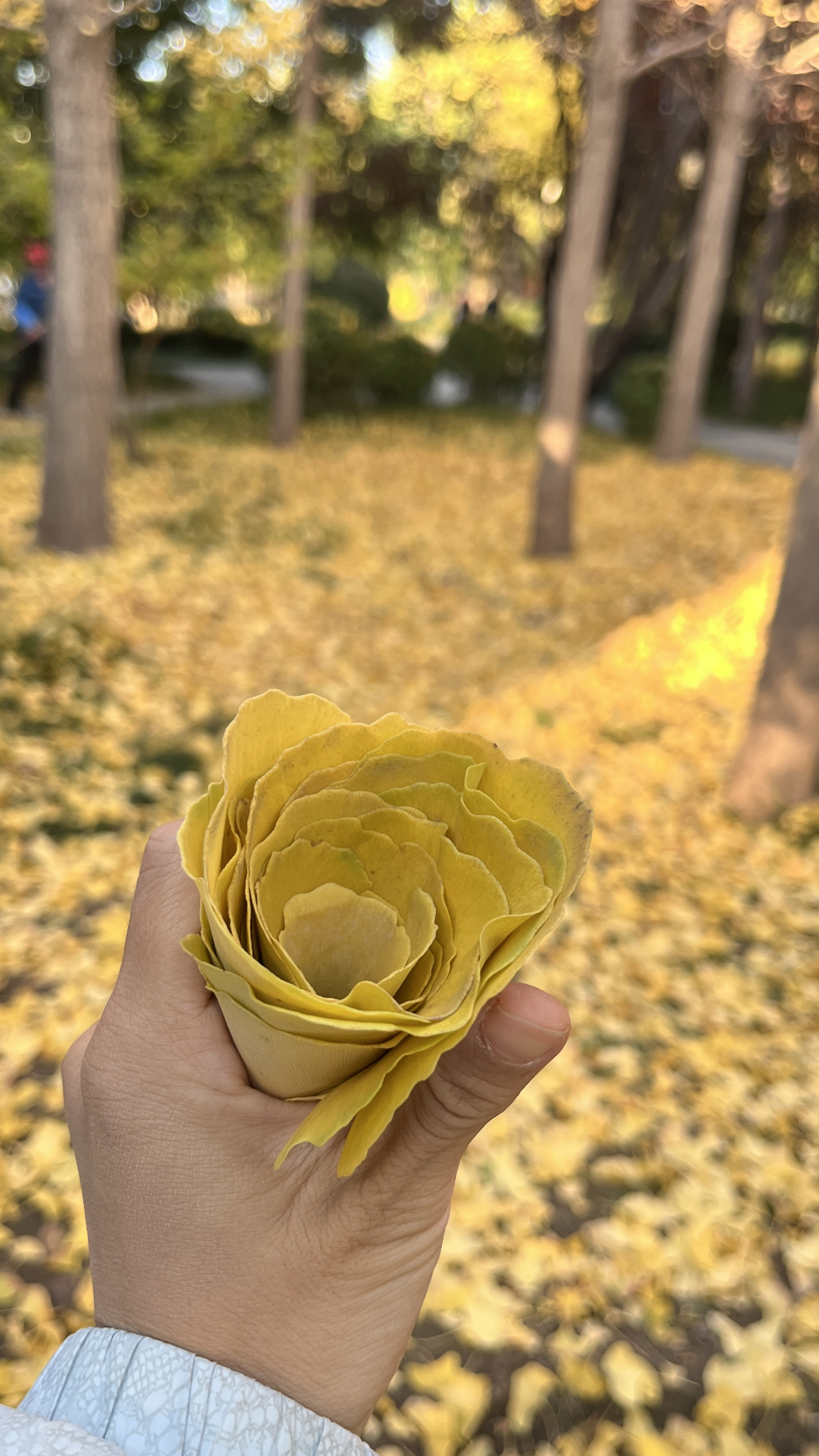 迎泽公园旅行图片 2