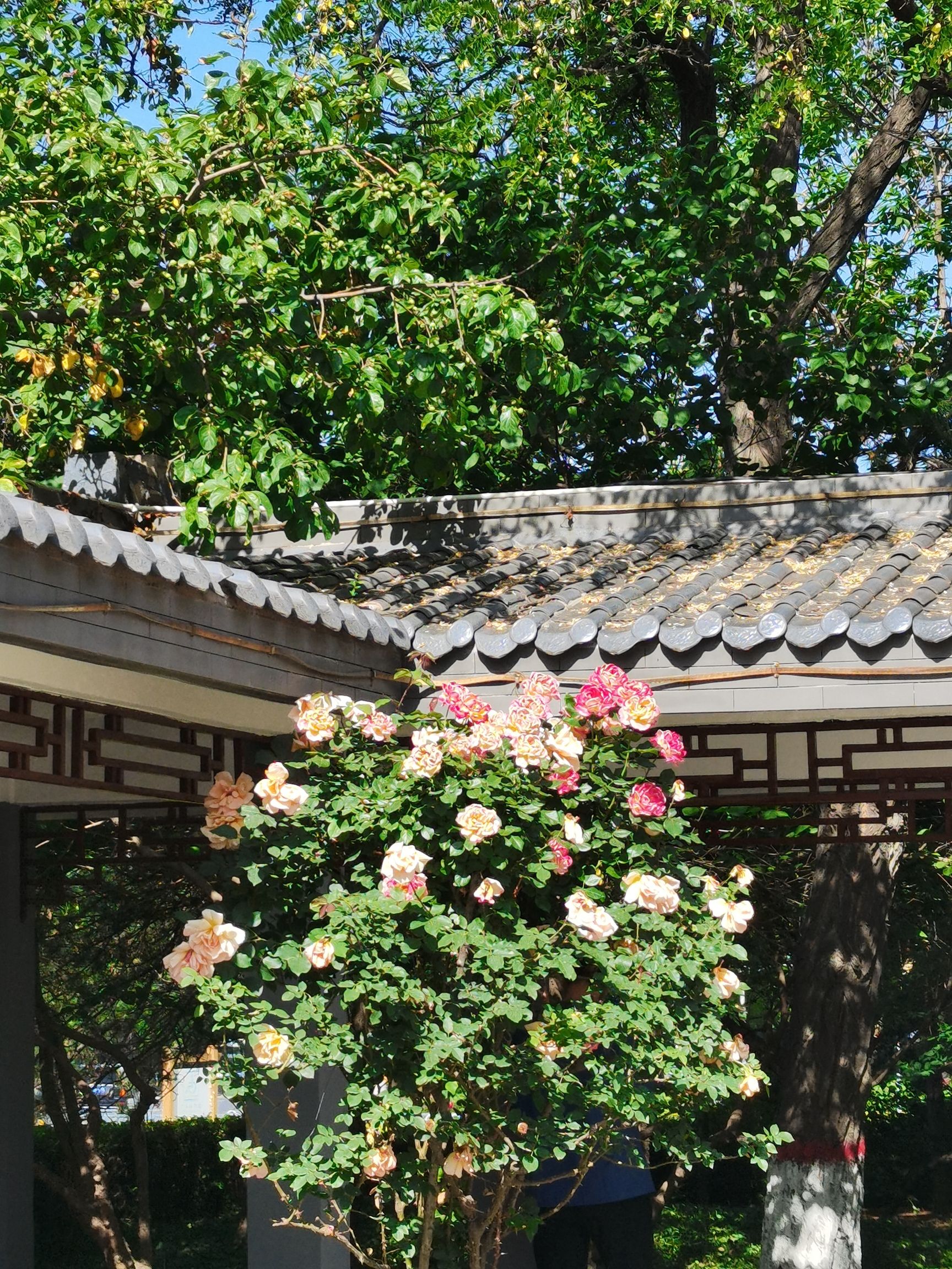 珠林园旅行图片 1
