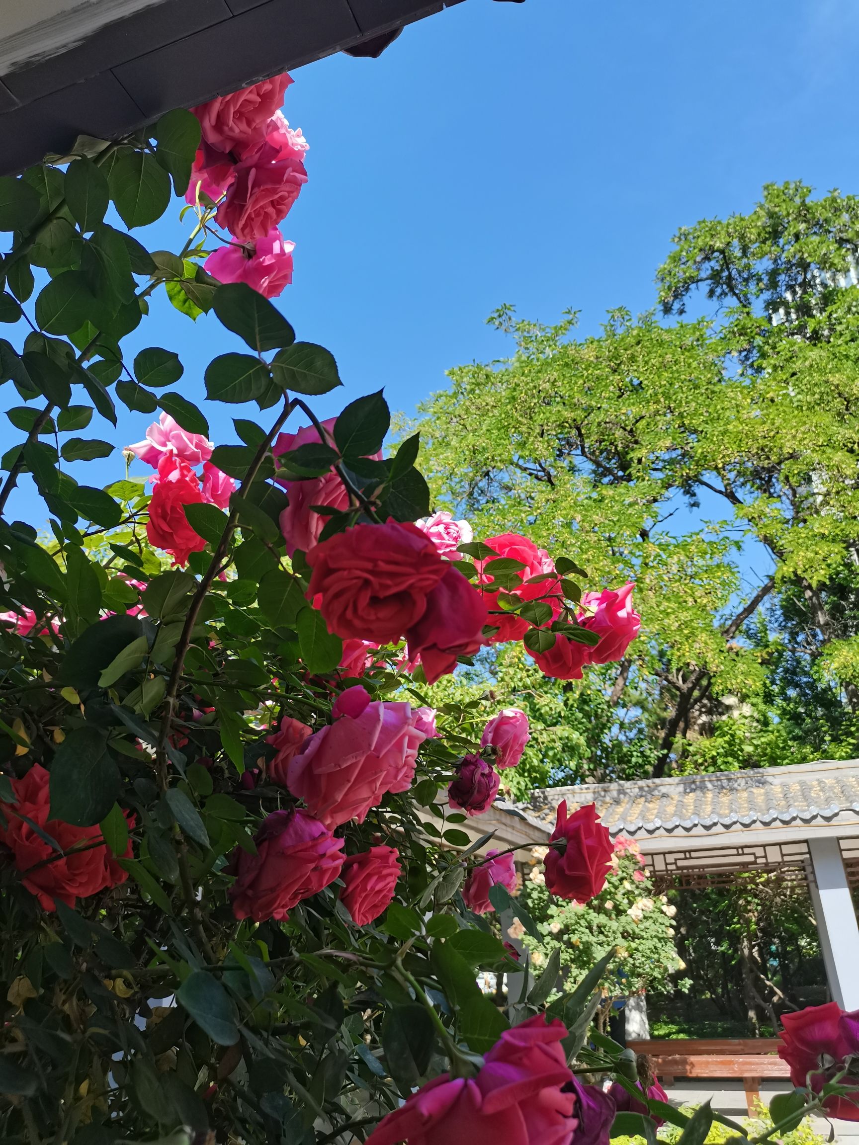 珠林园旅行图片 2