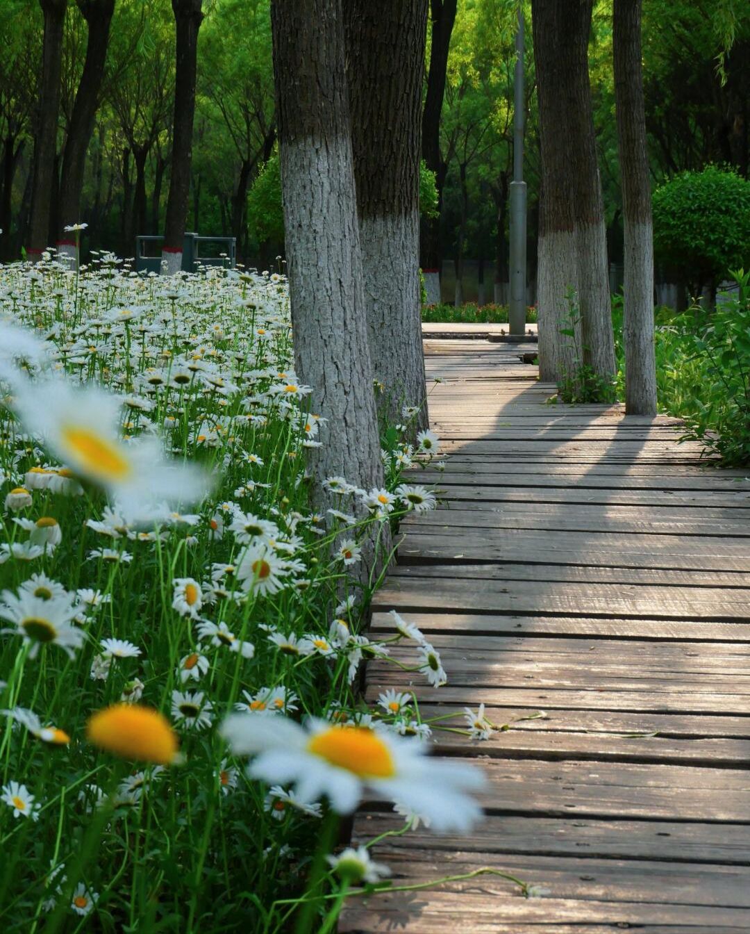 南寨公园旅行图片 3