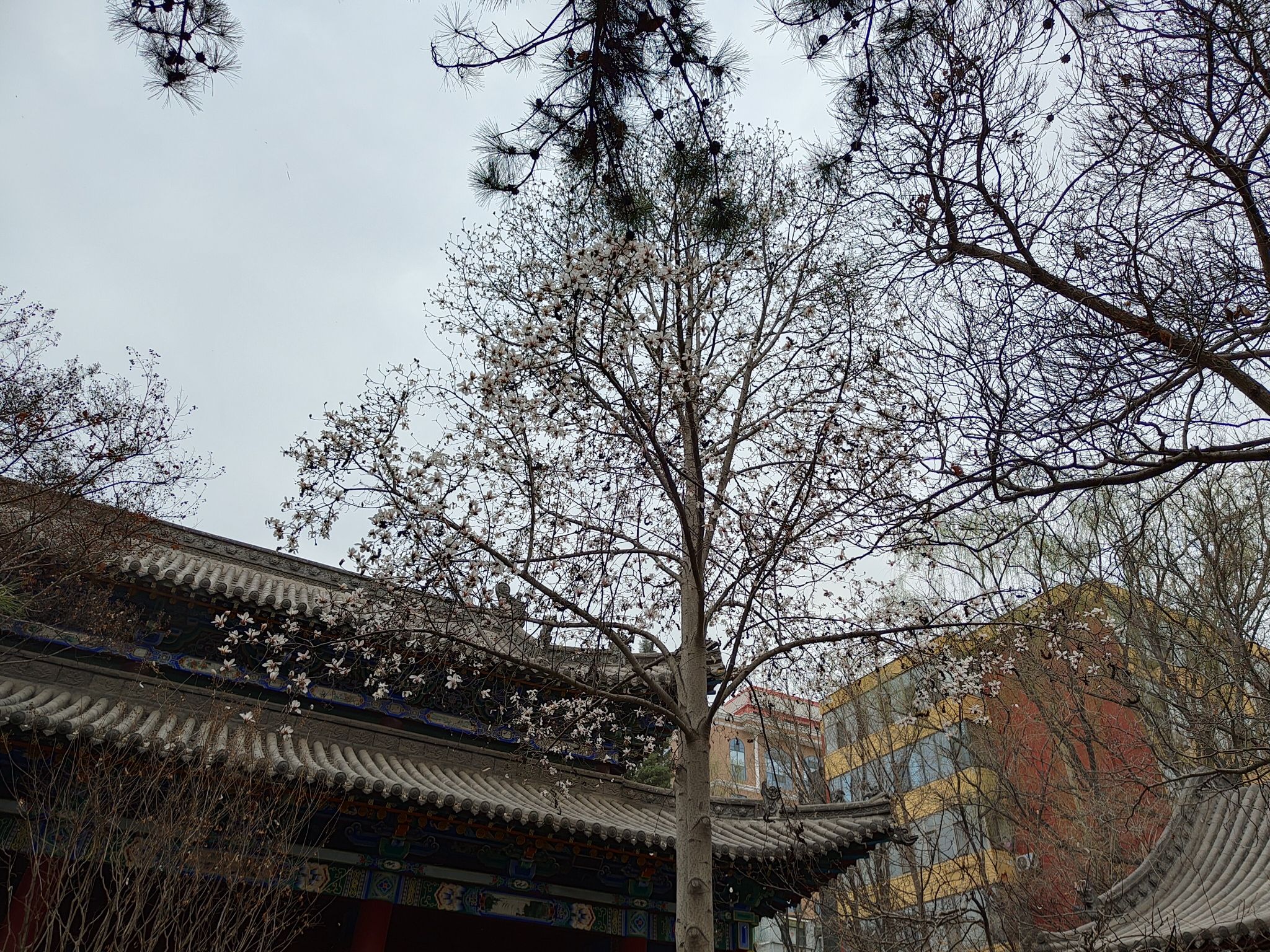 碑林公园旅行图片 3