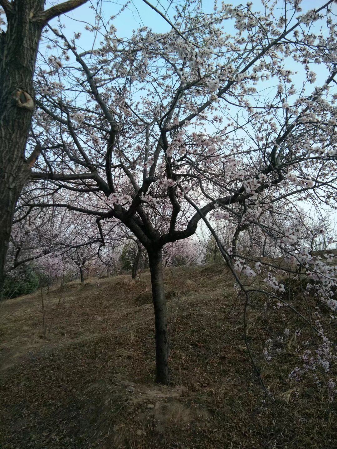 娄烦森林公园旅行图片 3