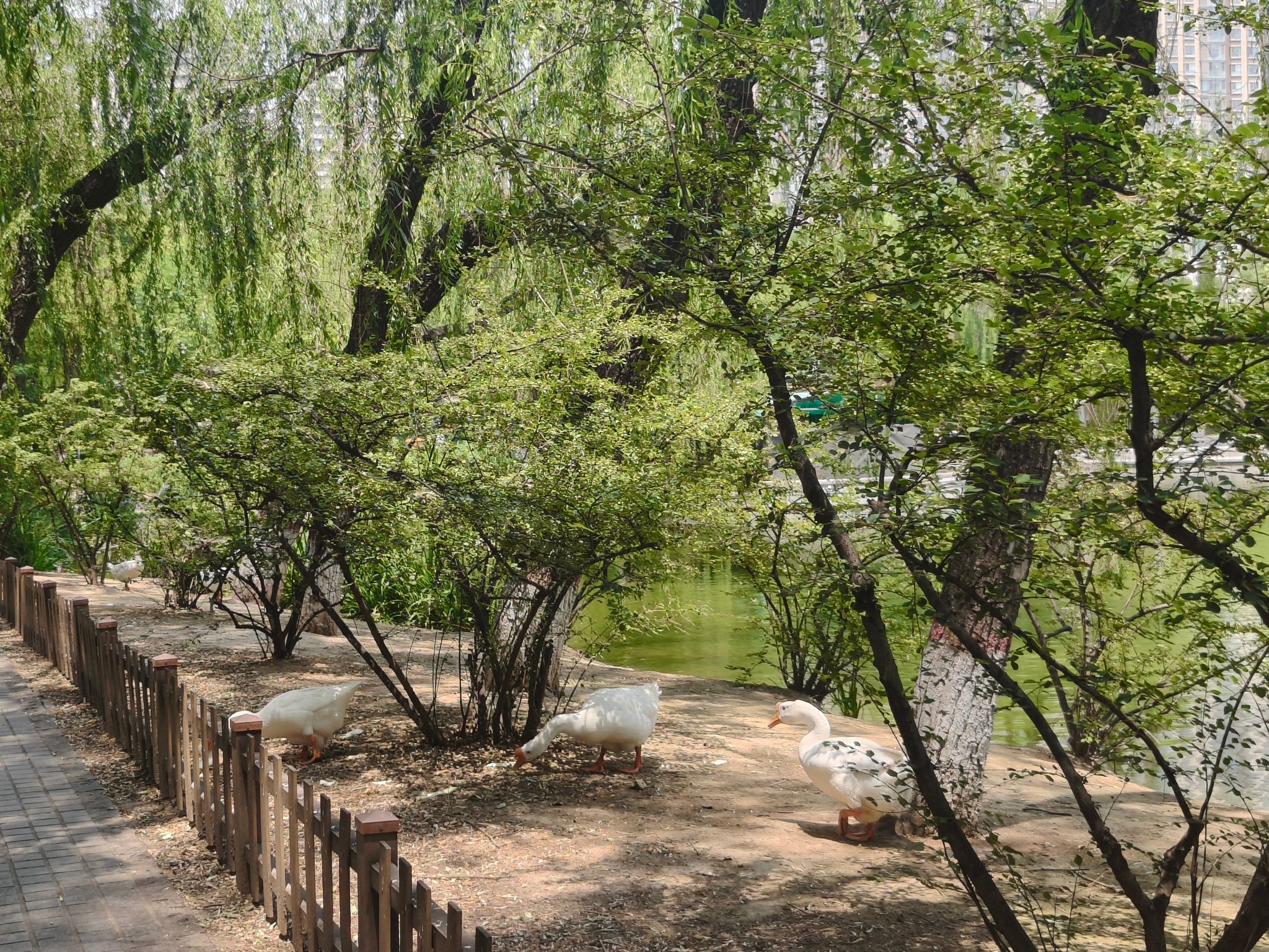 龙潭公园旅行图片 1