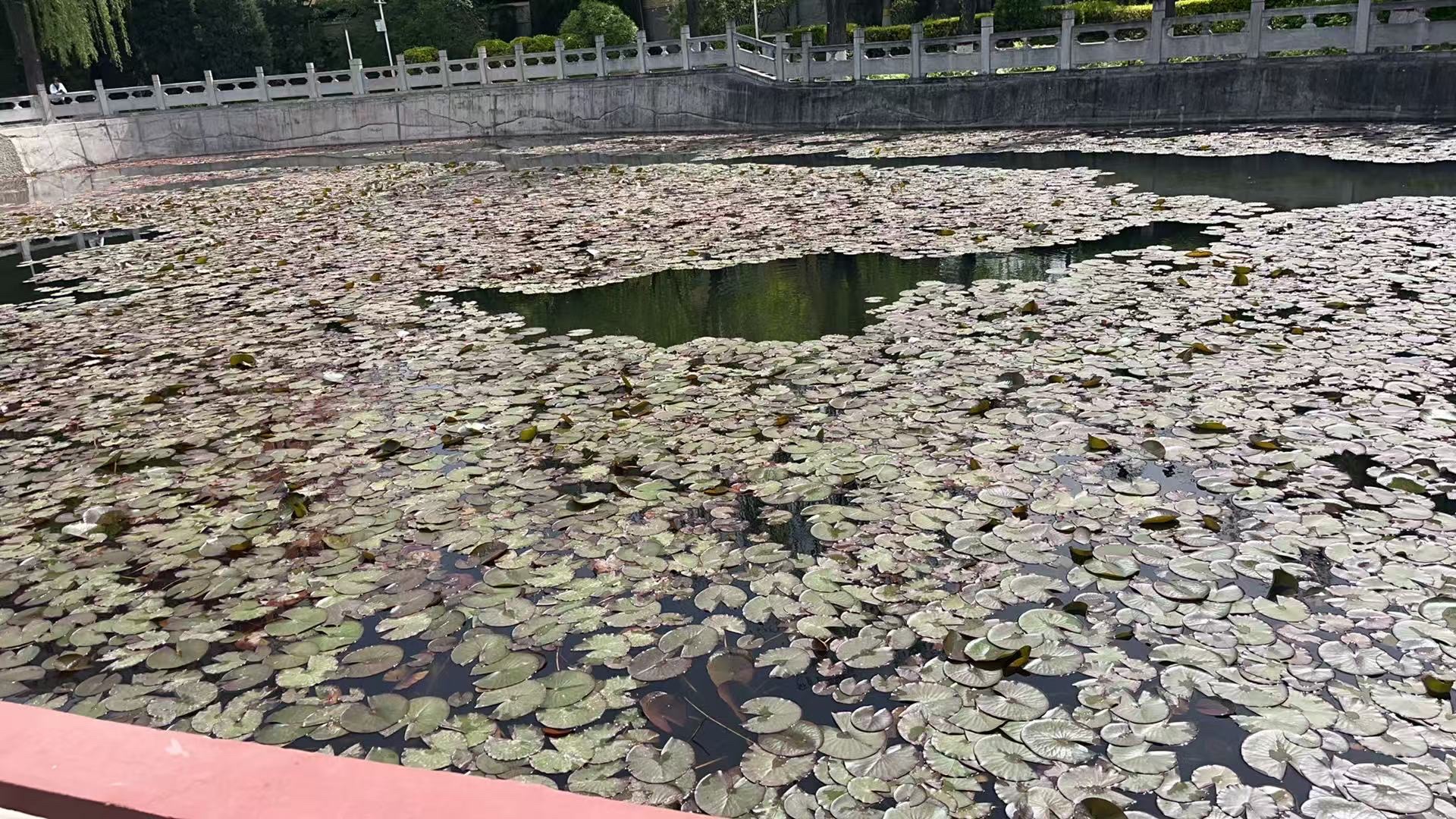 饮马河公园旅行图片 1