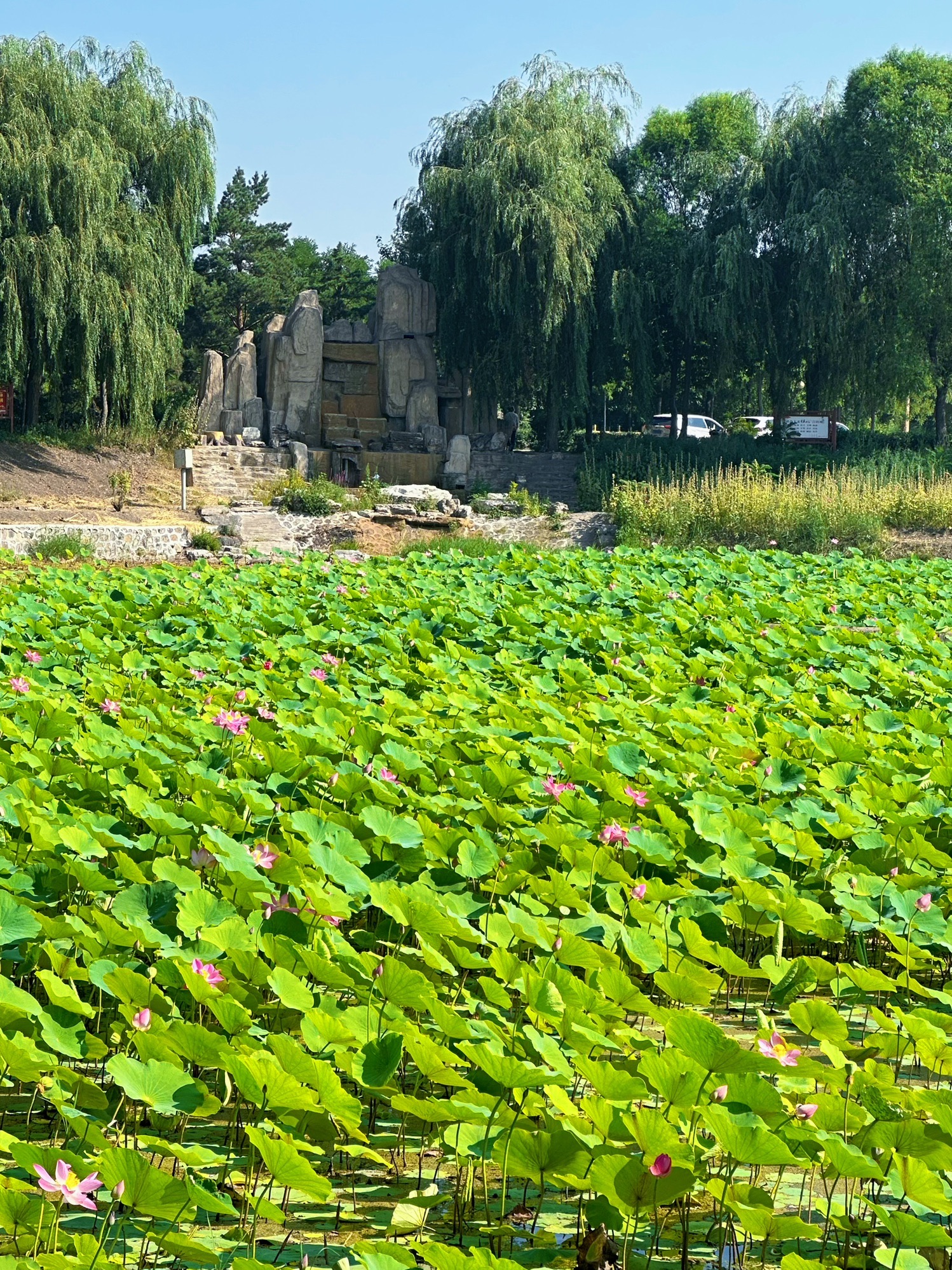 大寺荷风苑旅行图片 3