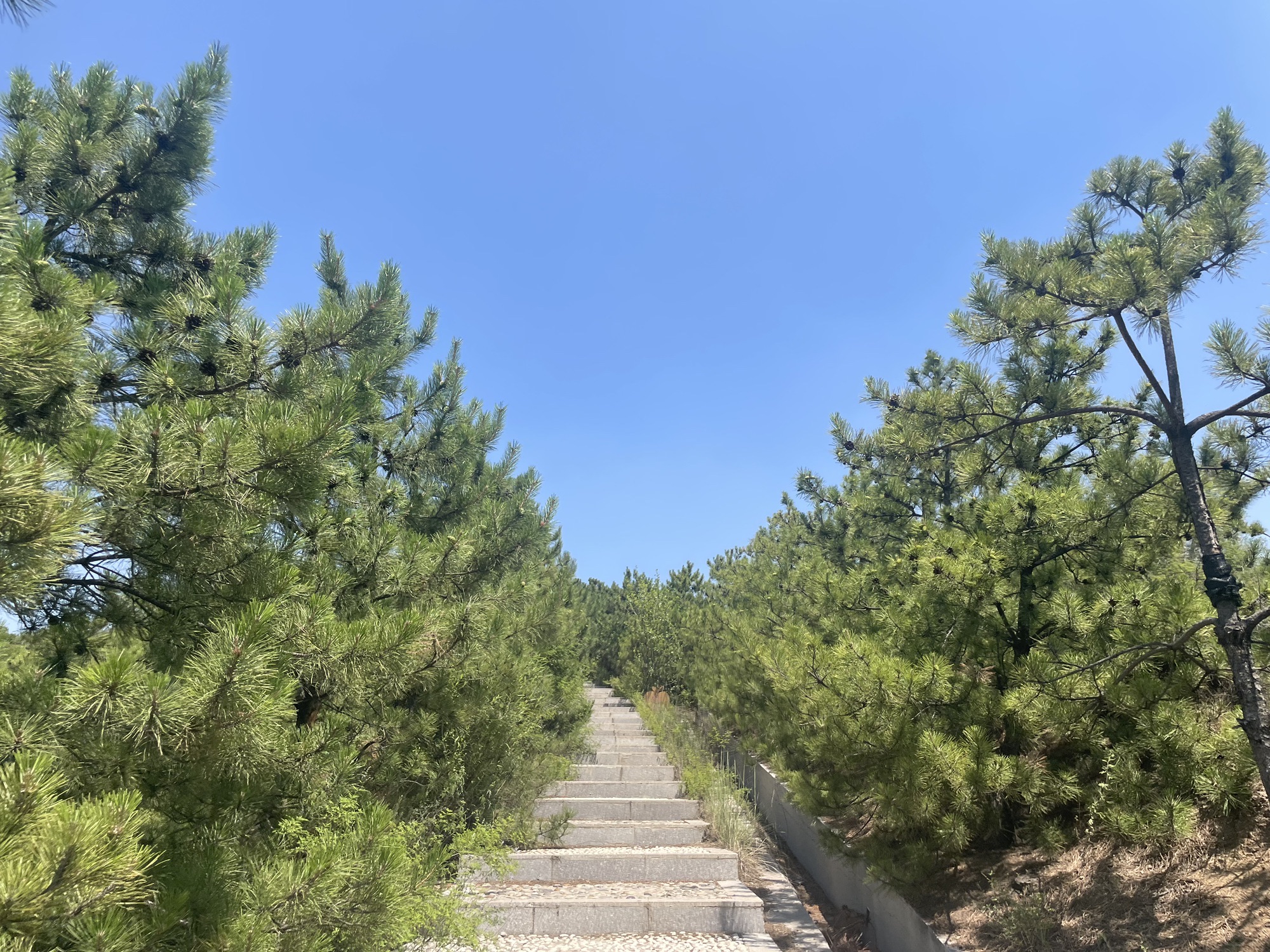 东山五龙生态森林公园旅行图片 3