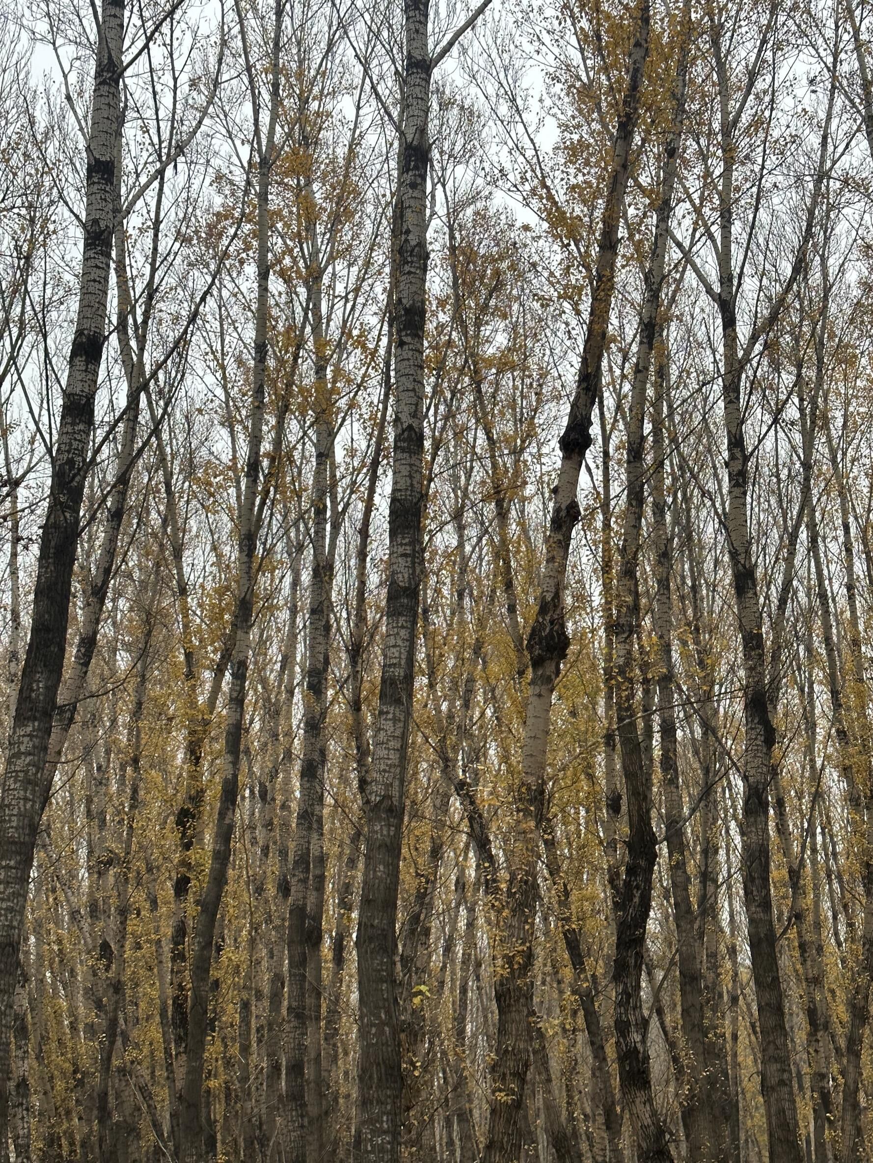 采凉山风景名胜区旅行图片 1