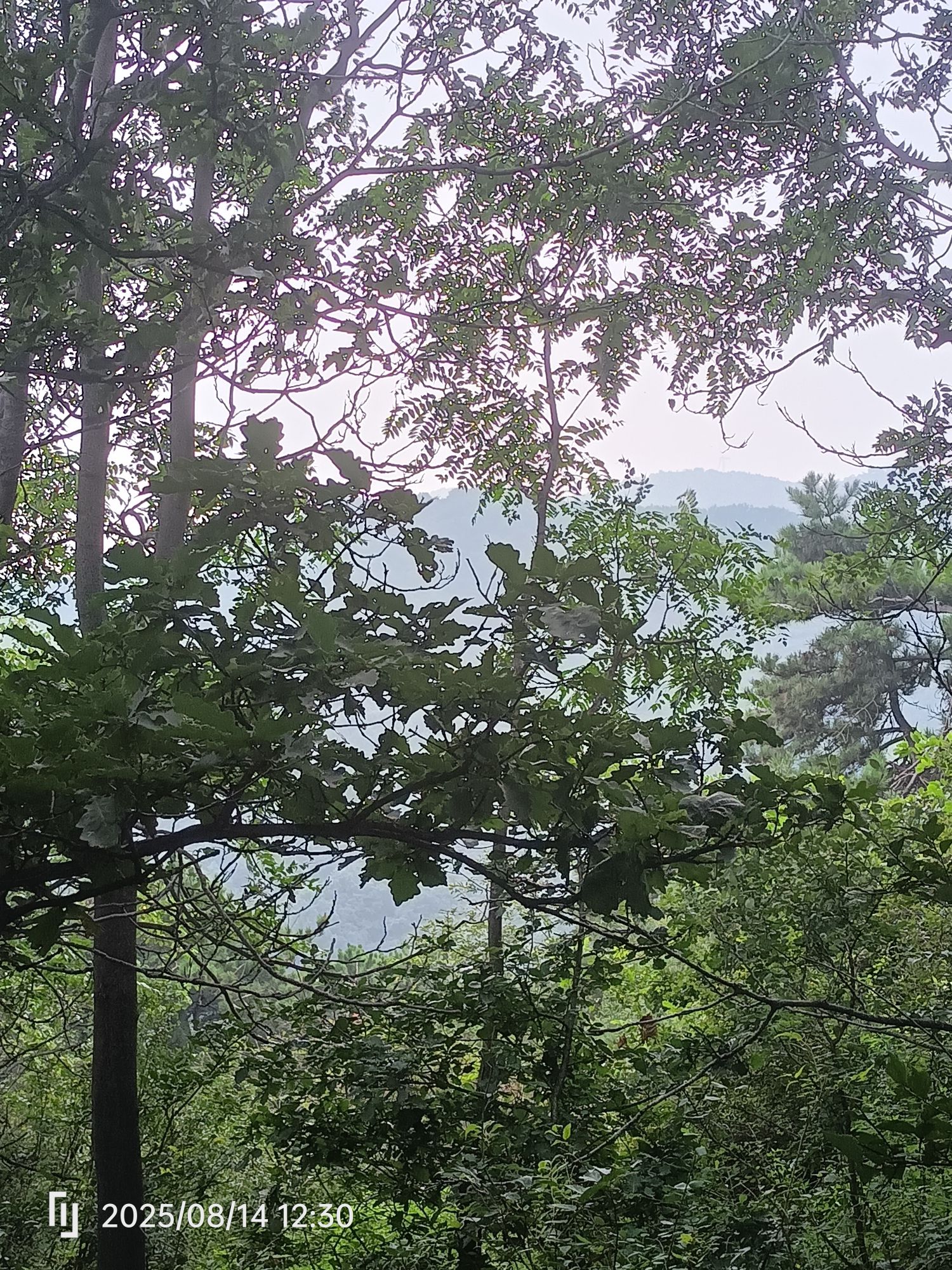 翠枫山自然风景区旅行图片 3
