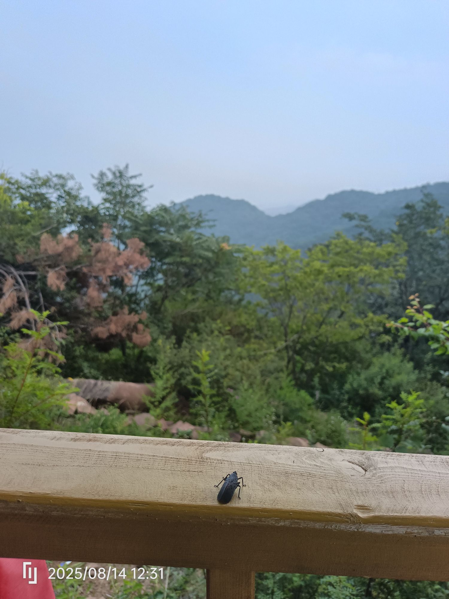翠枫山自然风景区旅行图片 2