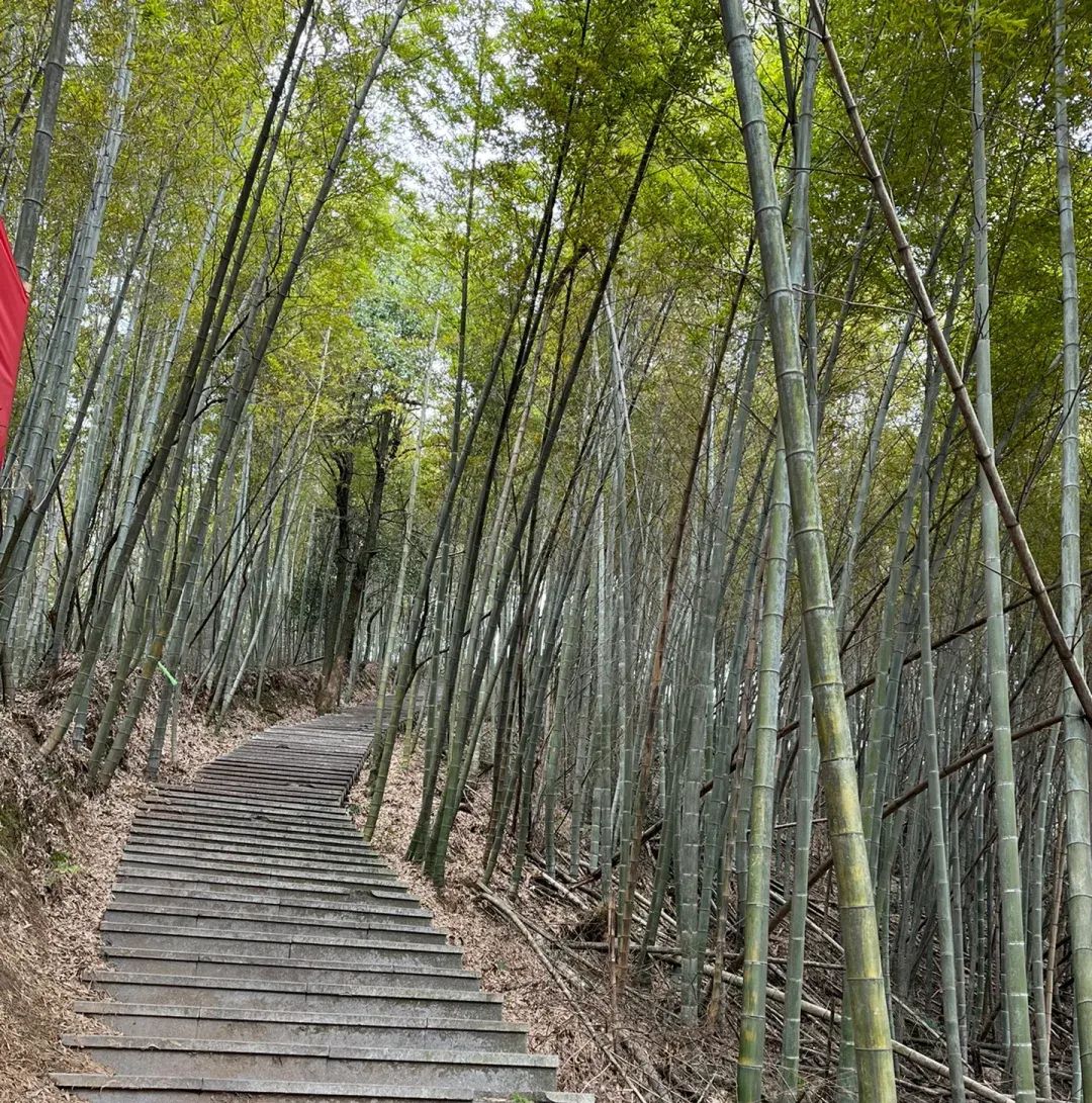 乌金山国家森林公园旅行图片 2