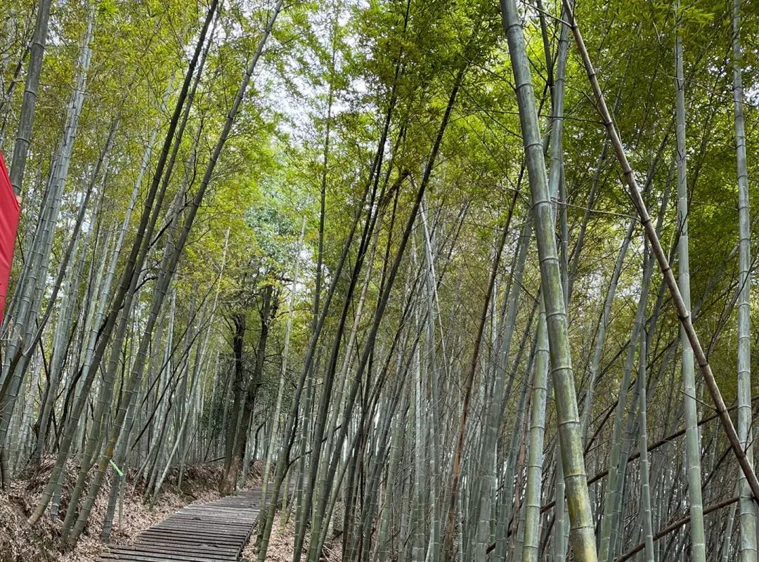 乌金山国家森林公园旅行图片 3