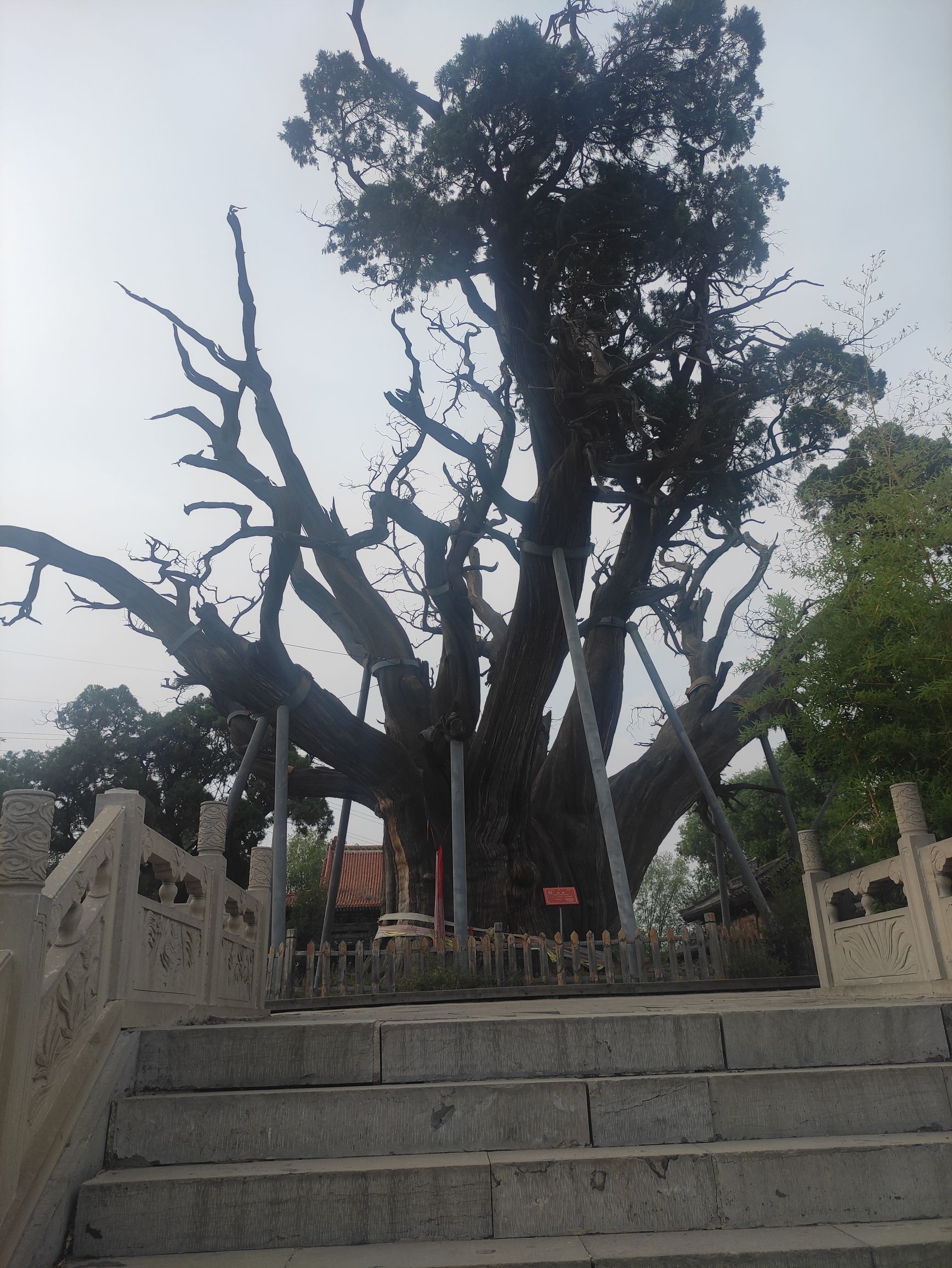秦柏旅游生态园区旅行图片 2