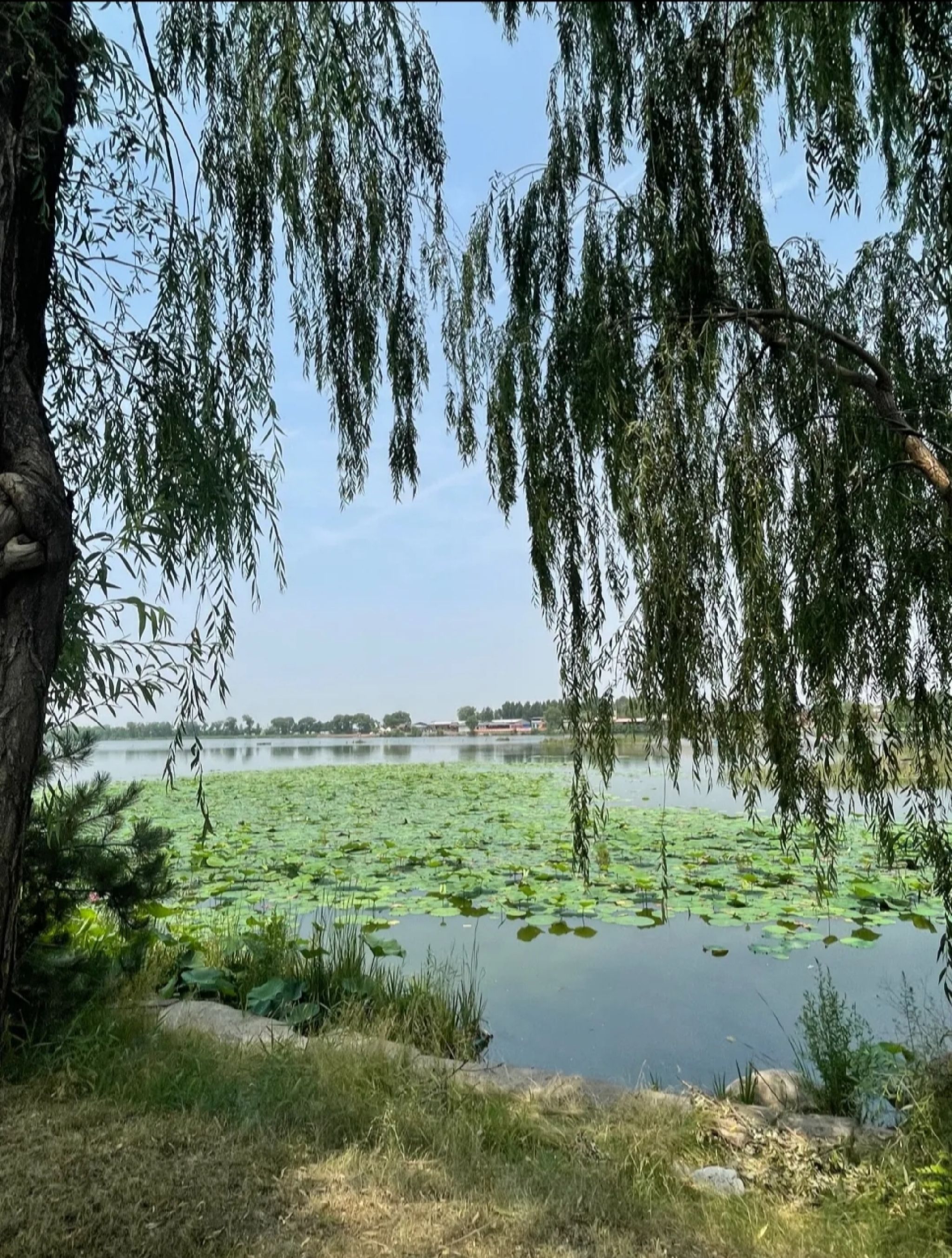 世泰湖景区旅行图片 1