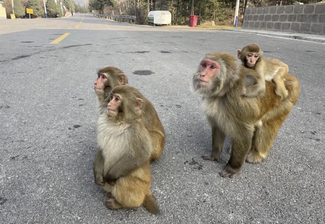 灵空山自然保护区旅行图片 2