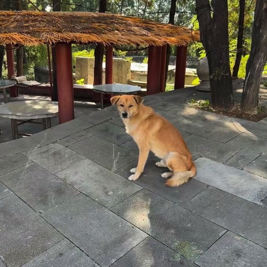 老顶山国家森林公园旅行图片 3