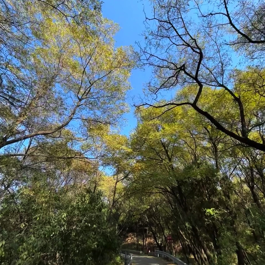 老顶山国家森林公园旅行图片 2