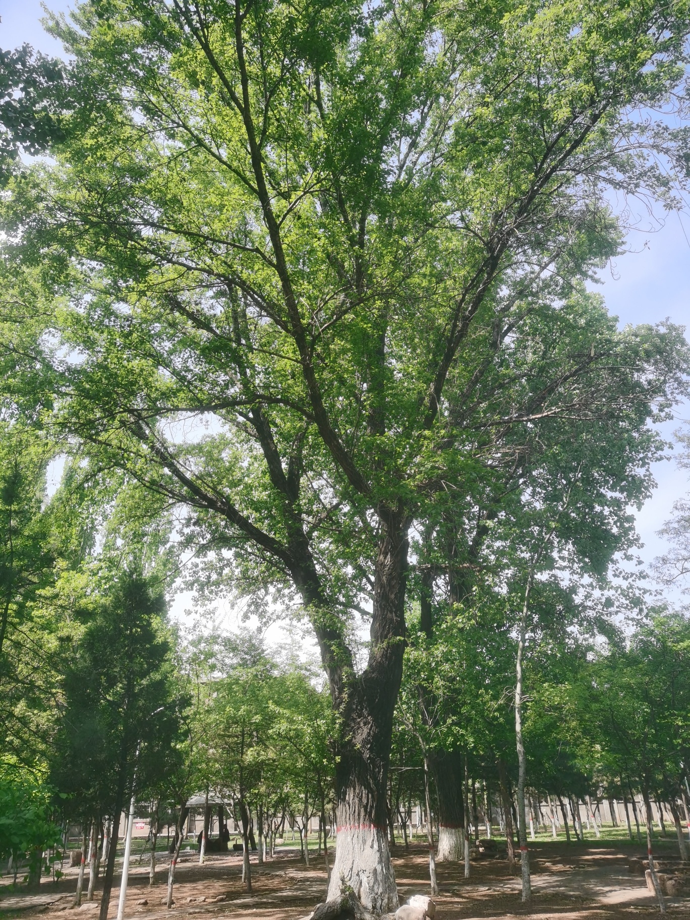 长钢森林公园