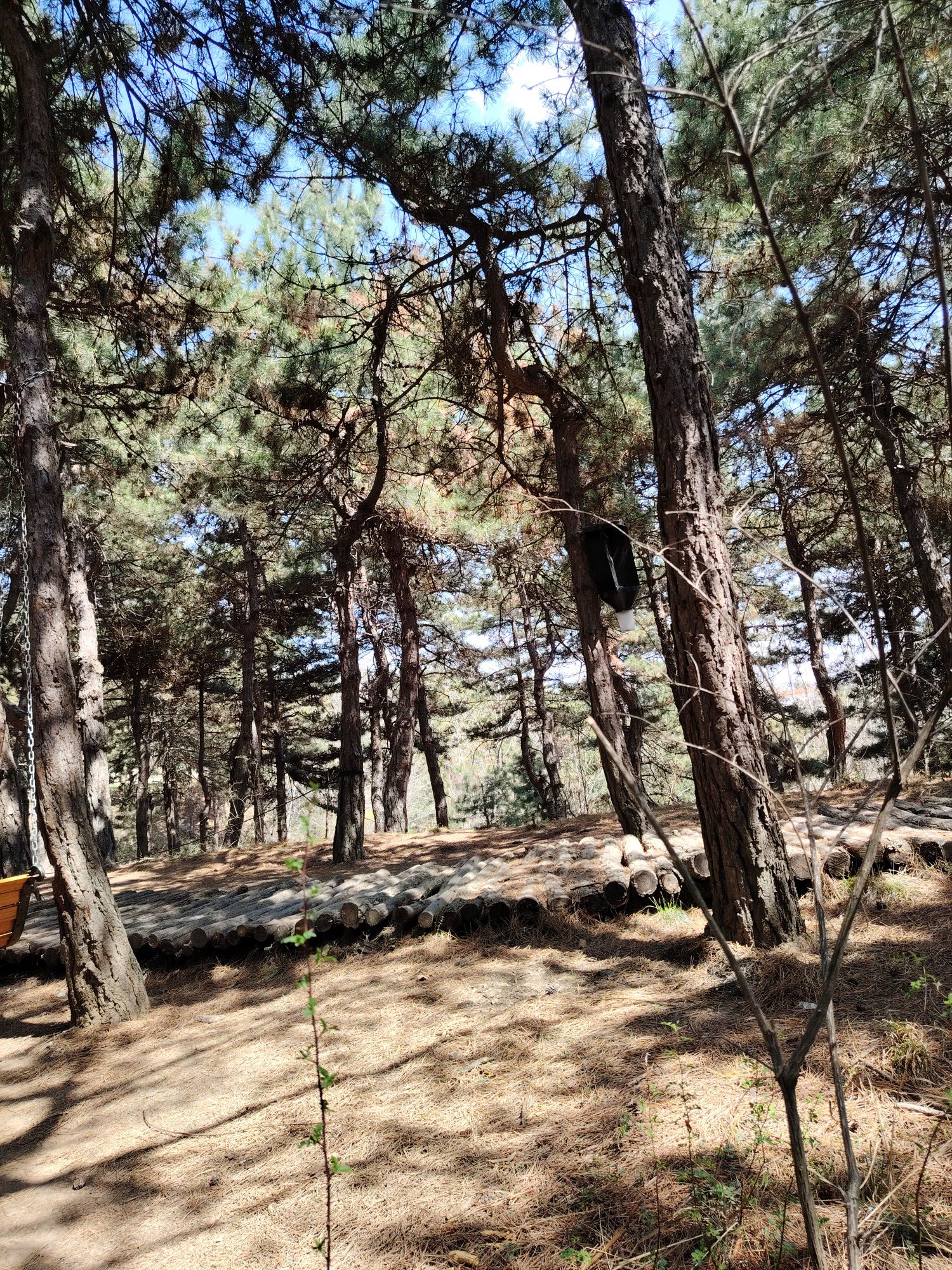 棋子山国家森林公园旅行图片 3