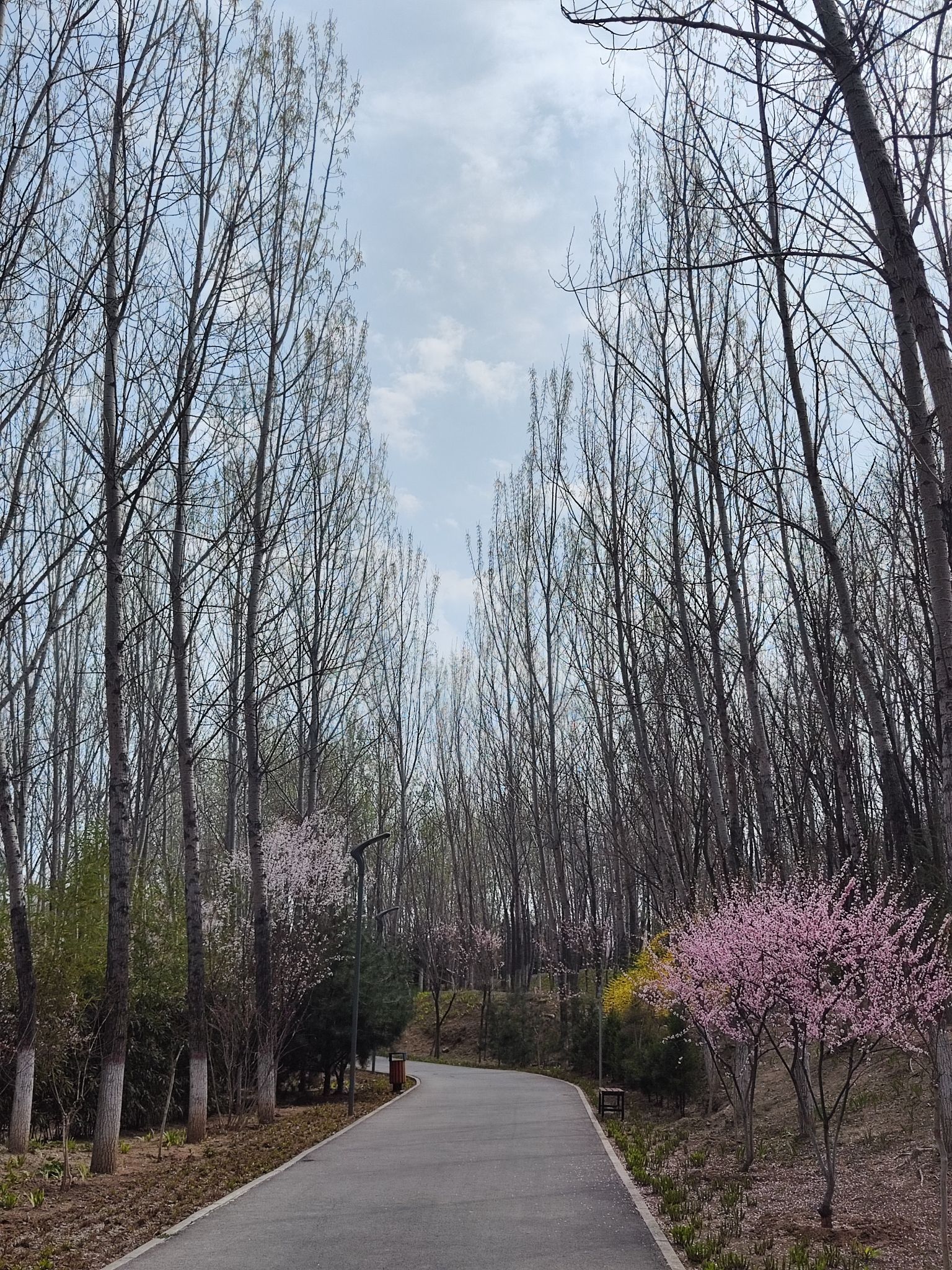 凤凰岭森林公园旅行图片 3