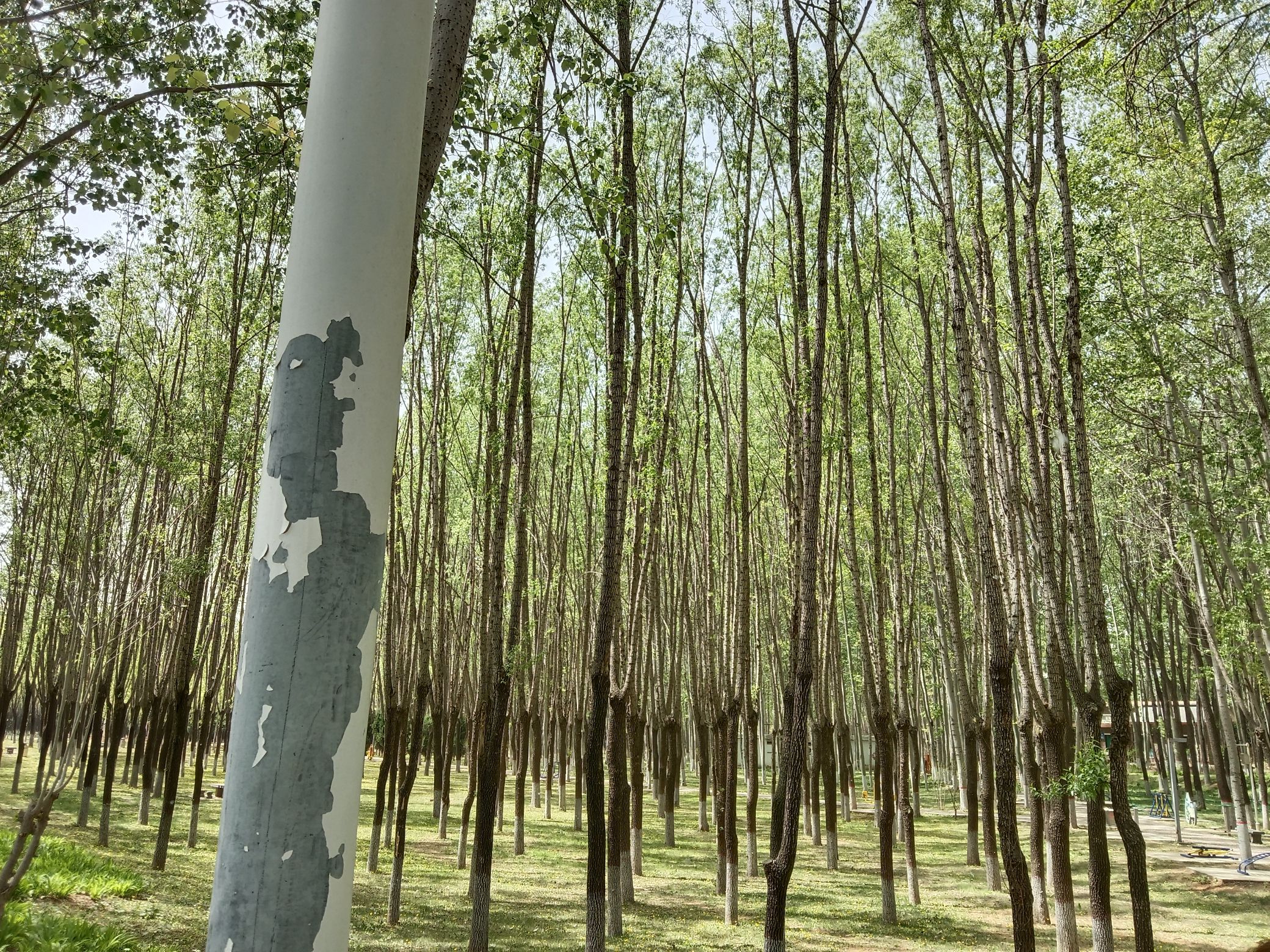 凤凰岭森林公园旅行图片 1