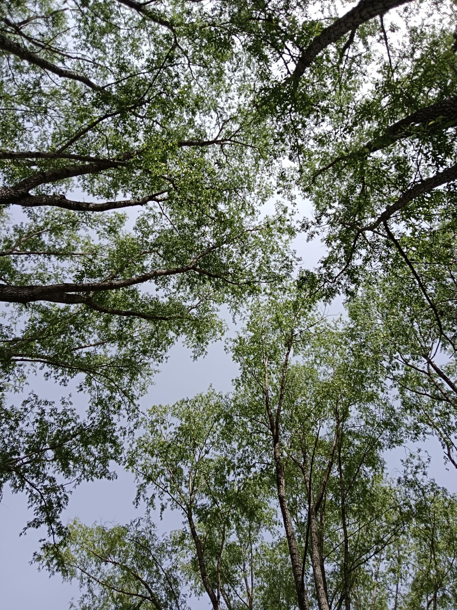 凤凰岭森林公园旅行图片 3